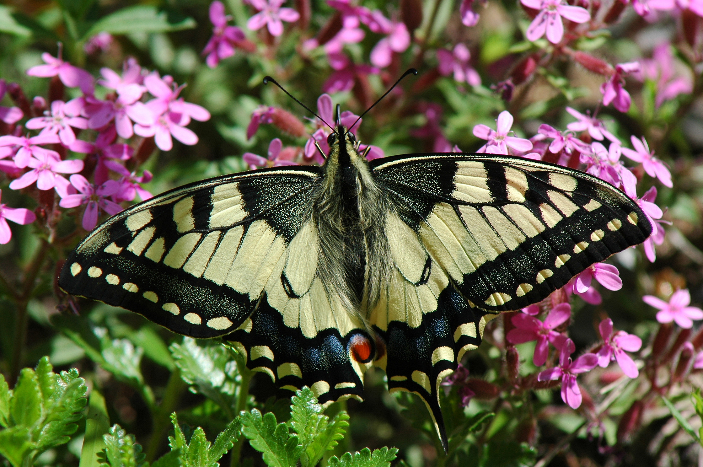 KIVL26-Machaon-Gd porte-queue-de-Claude-Garnier.jpg