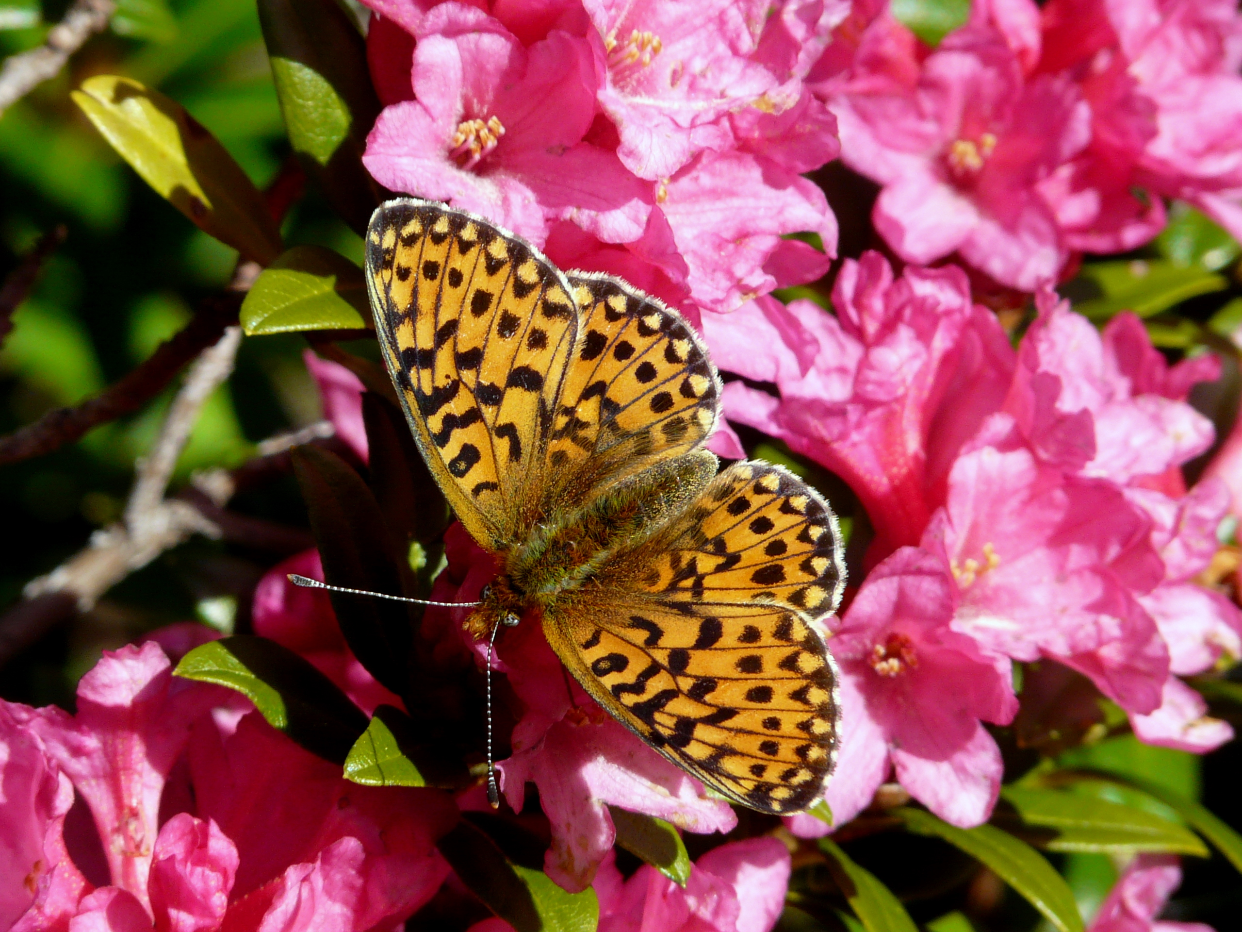 KIVL29-Petit-collier-argente-sur-Rododendron-de-Nathalie-Brivet.JPG