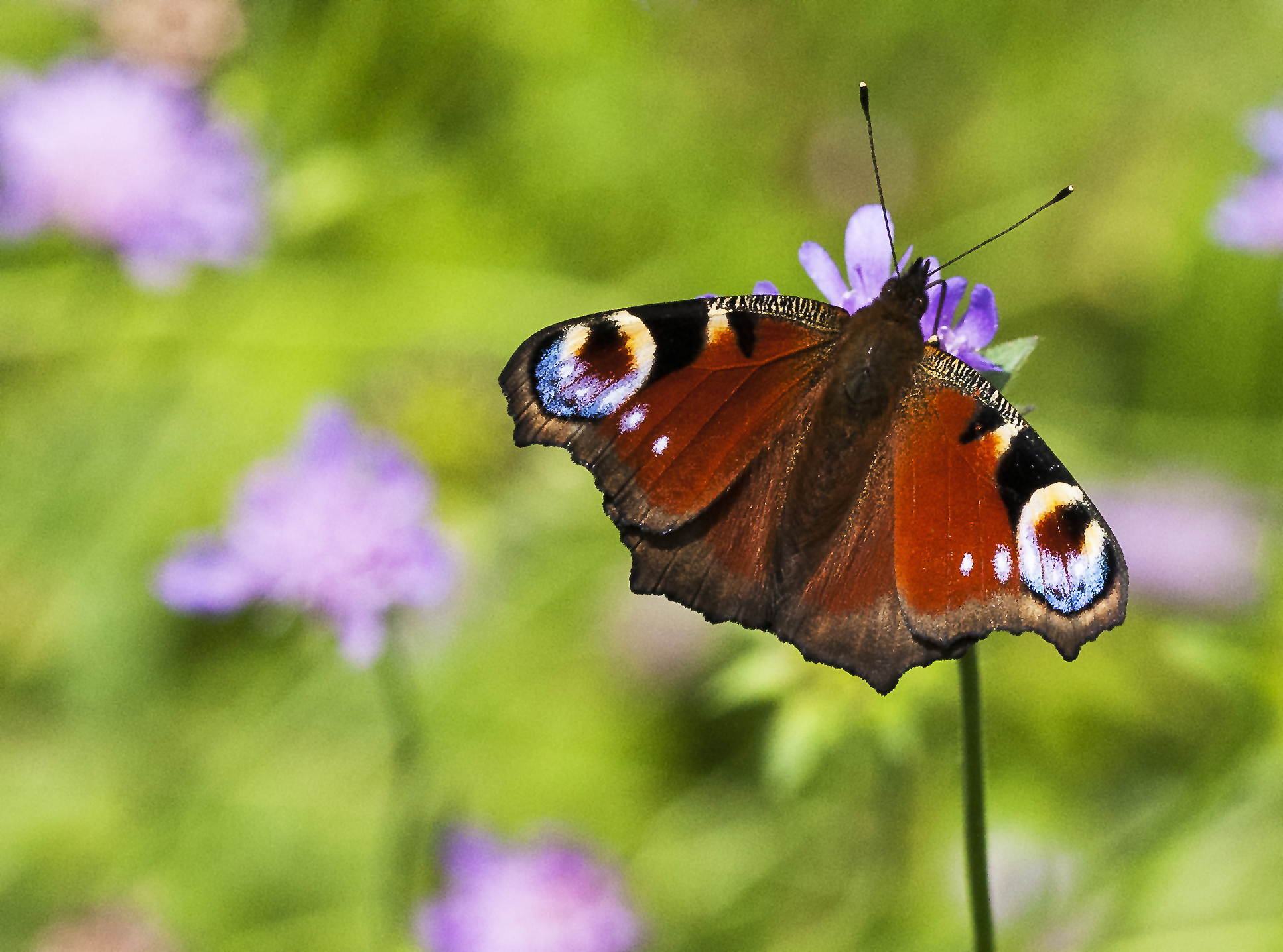 KIVL30-Paon-du-jour-avec-ocelles-genre-Aglais-de-Katia-Demey.jpg