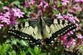 KIVL26-Machaon-Gd porte-queue-de-Claude-Garnier