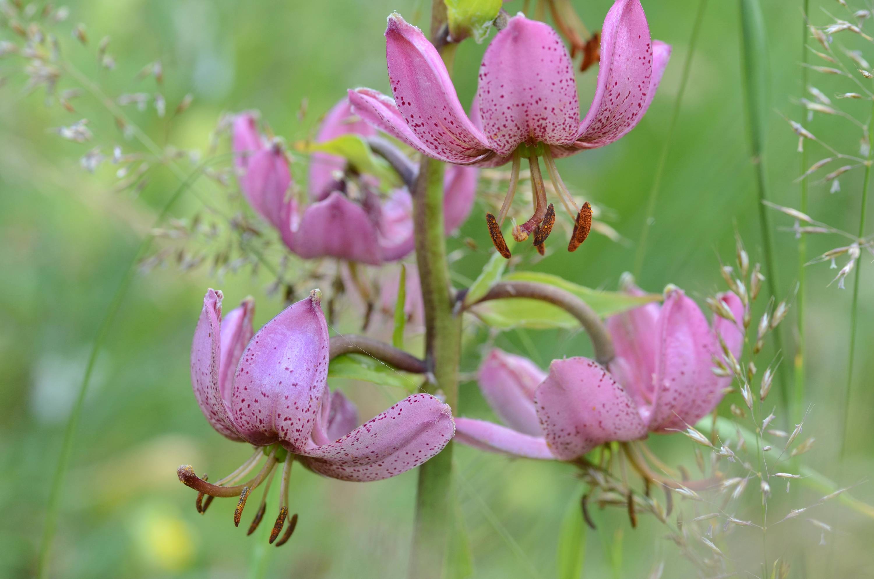 LILIA05-Lys-martagon-de-Yves-Floret.jpg