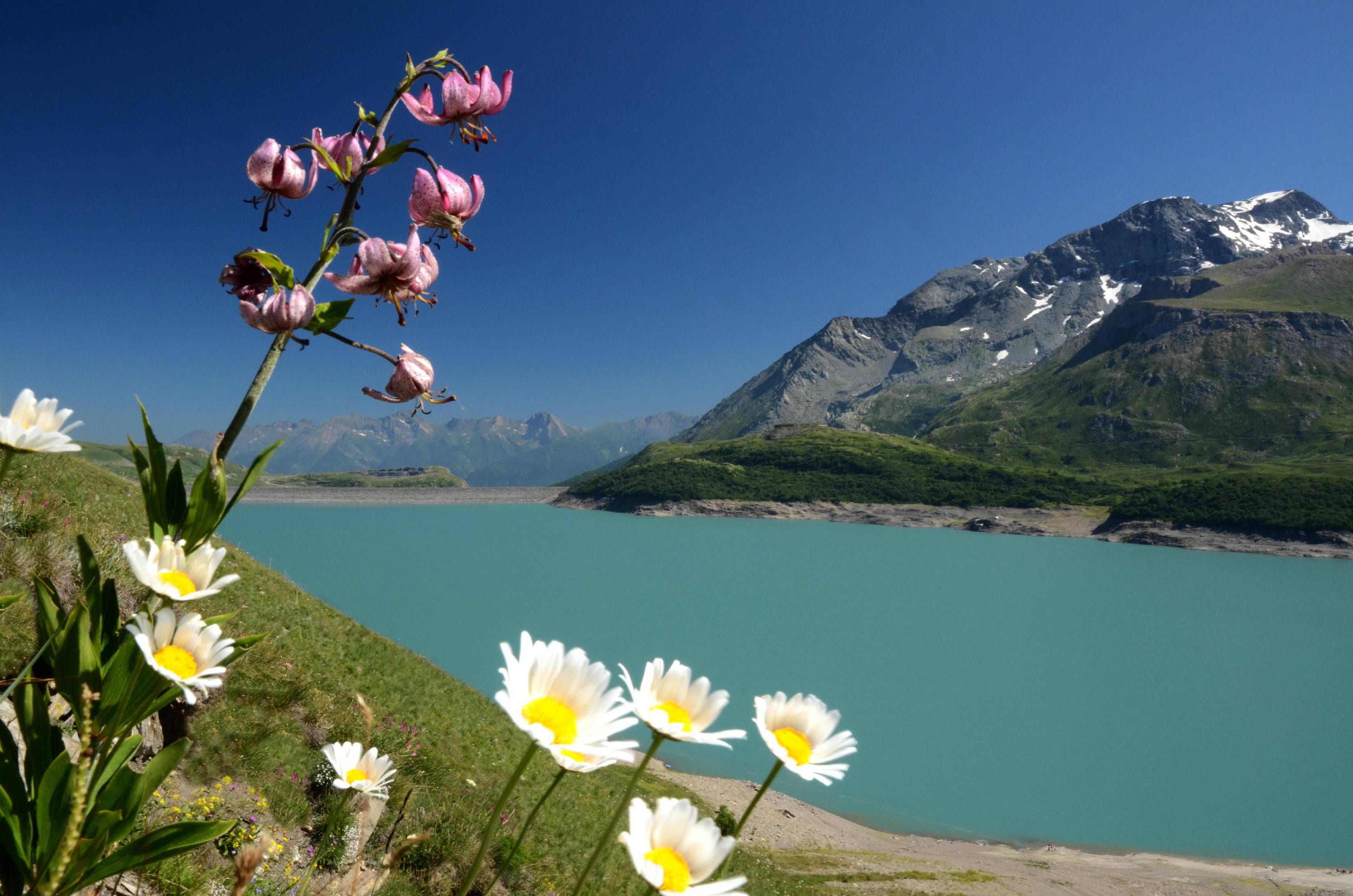 LILIA06-Lys-martagon-Lac-du-Mont-Cenis-de-Yves-Floret.jpg