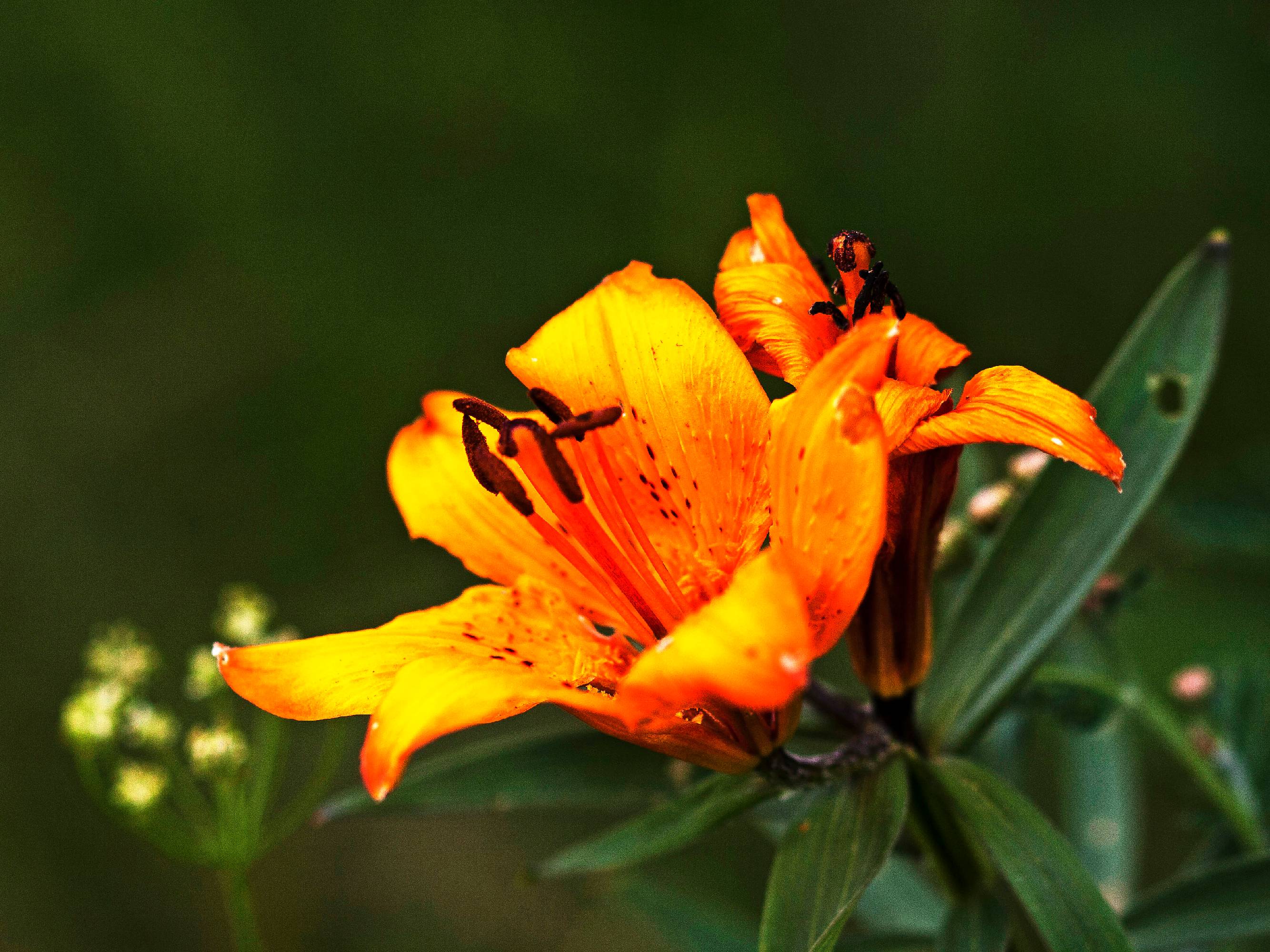 LILIA09-Lys-orange-Lilium-bulbiferum-ou-croceum-Eco-Sylve-de-Katia-Demey.JPG