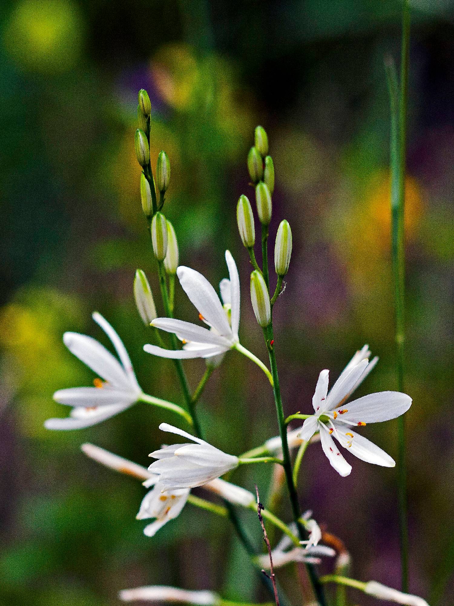 LILIA10-Lys-Phalangere-Anthericum-liliago-Eco-Sylve-de-Katia-Demey.JPG