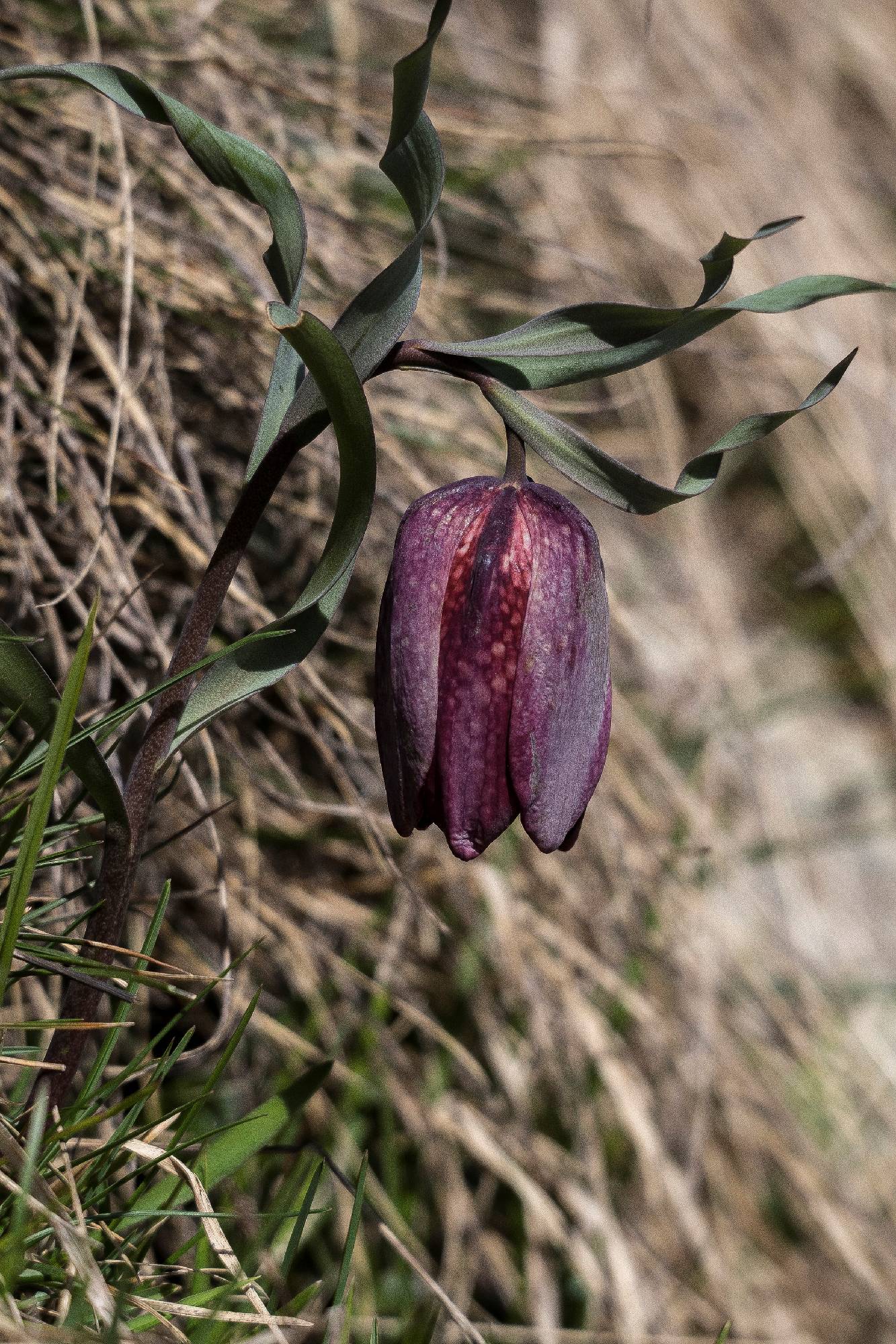 LILIA11-Fritillaire-du-Dauphine-de-Christian-Merentier.jpg