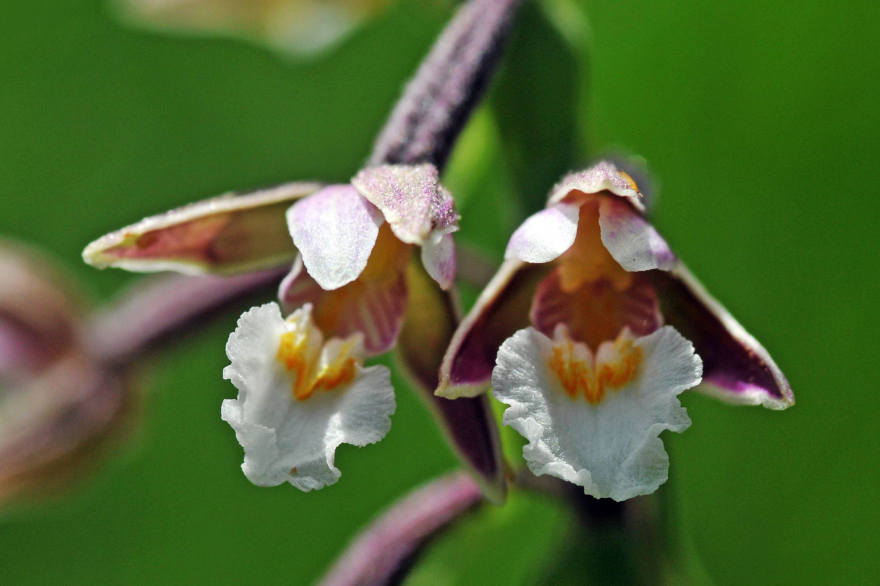 ORCH16-Epipactis-des-marais-ou-Epipactis-palustris-de-Gerard-Parigot.JPG