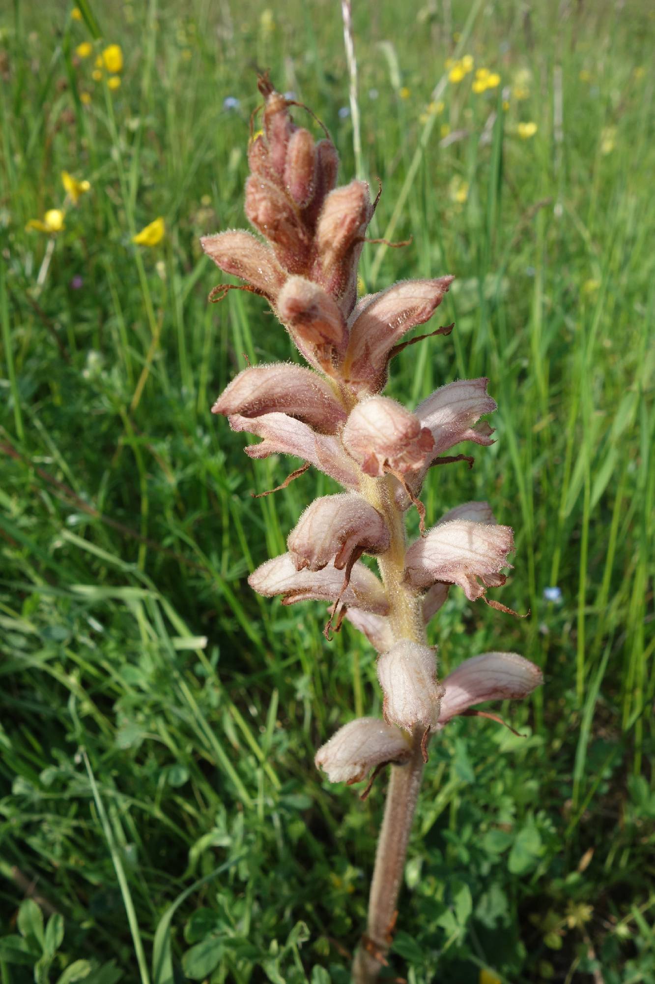 ORCH19-Orobranche-pas-une-orchidee-de-Joseph-Emelien.JPG