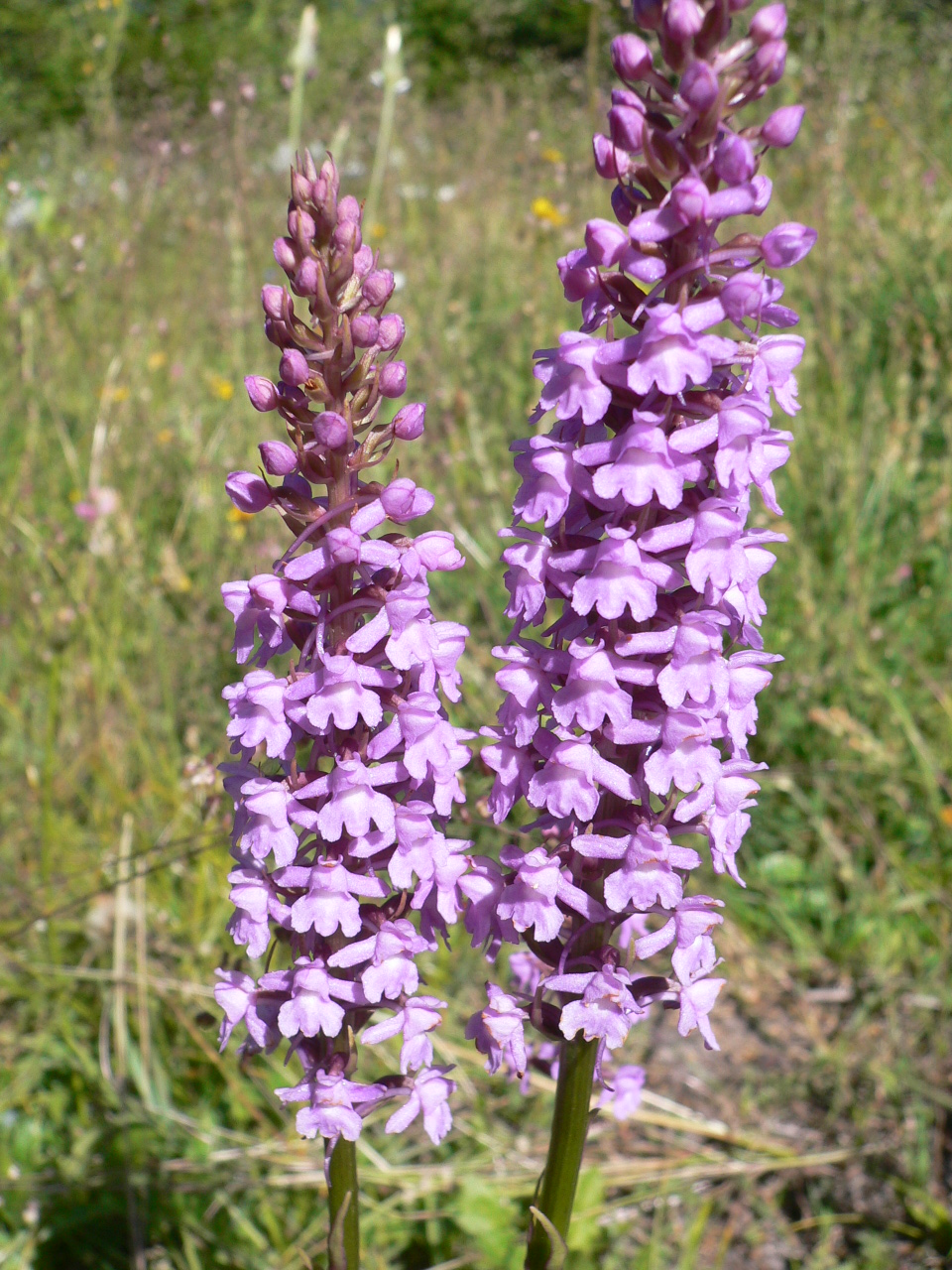 ORCH27-Orchis-moustique-ou-Gymnadenia-conopsea-de-Martine-Gautier-Valentin.jpg