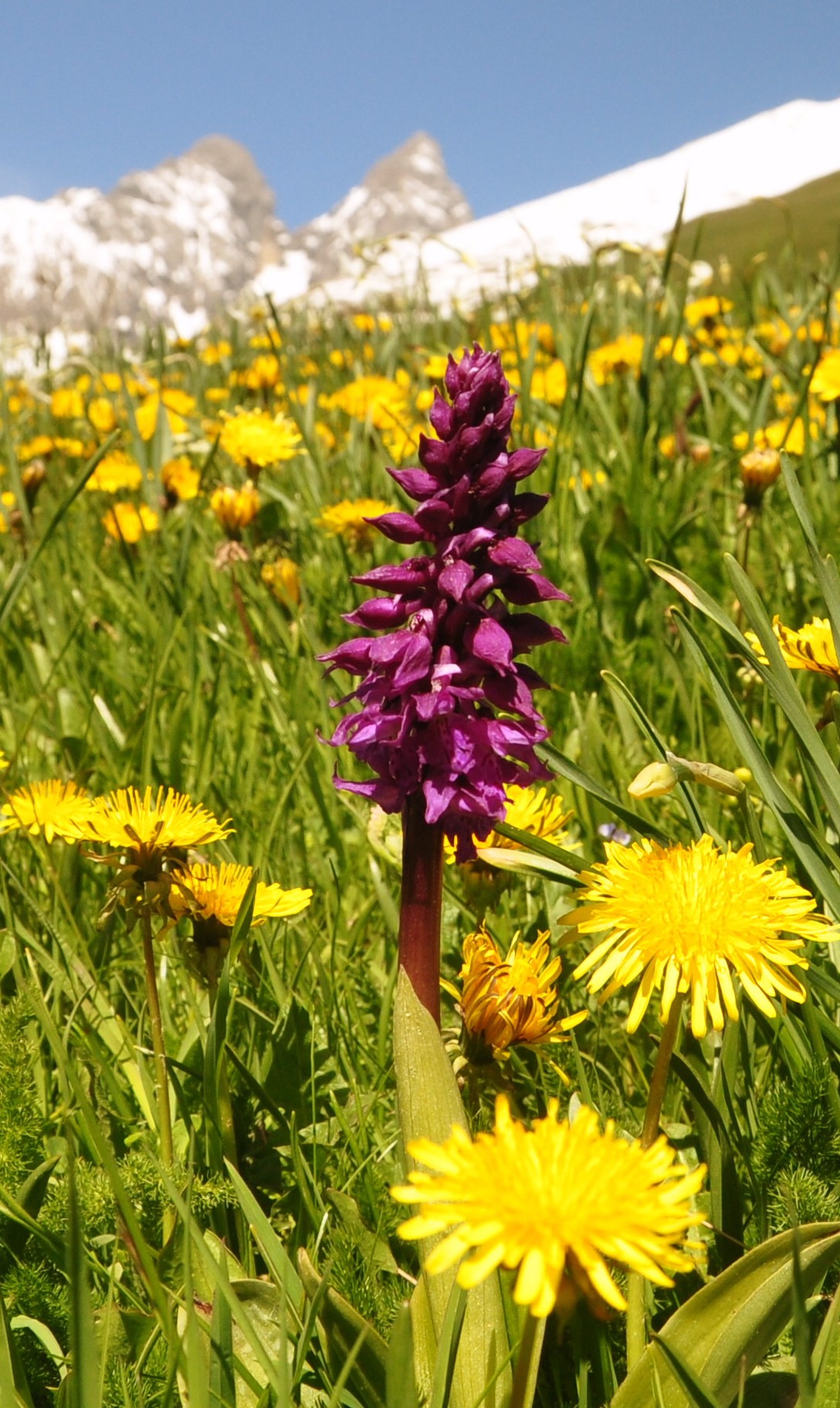 ORCH28-Orchis-bouffon-ou-morio-de-Nicolas-Bore.JPG