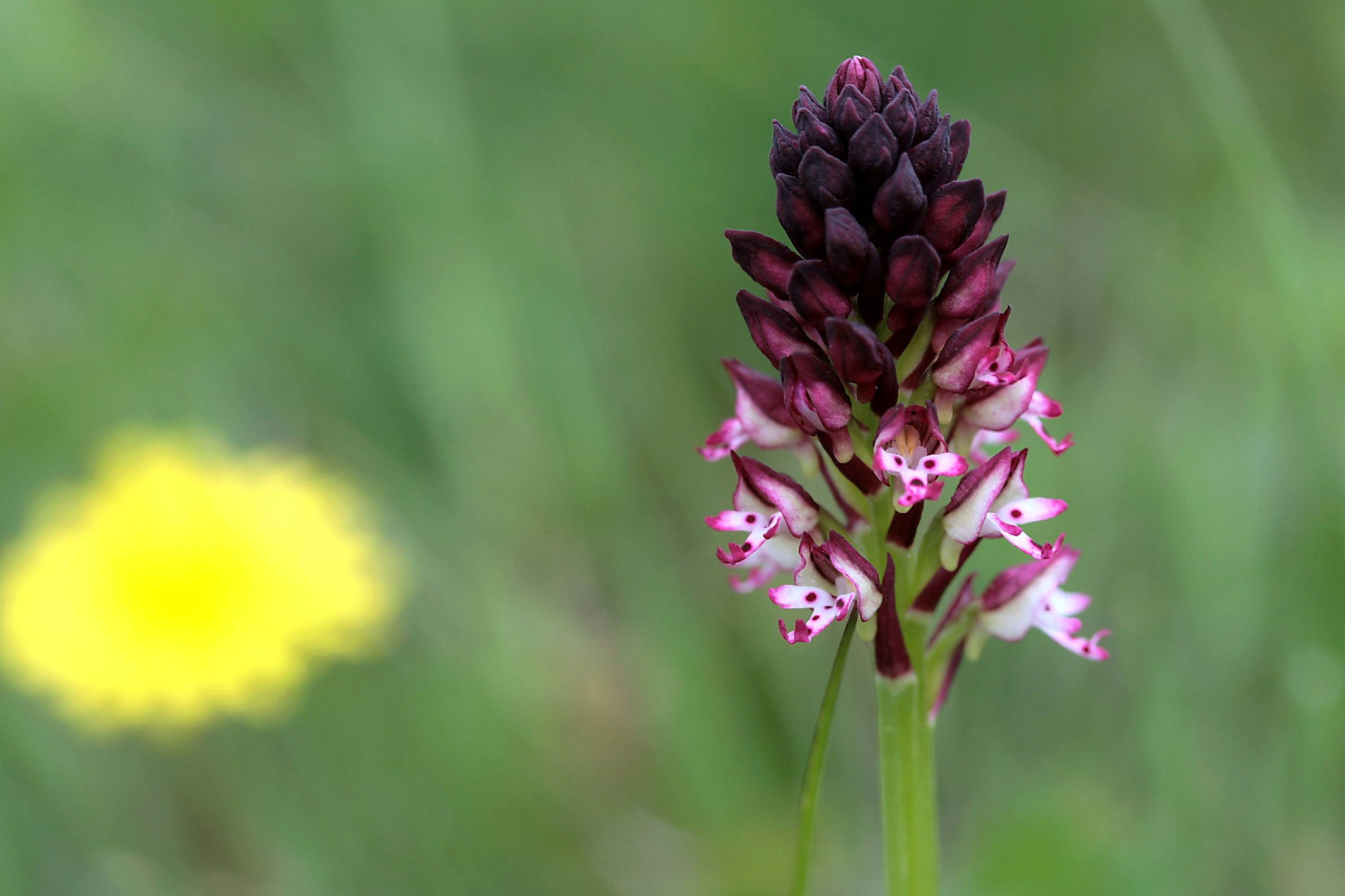 ORCH29-Orchis-brule-ou-ustulata-de-Roger-de-la-Grandiere.JPG