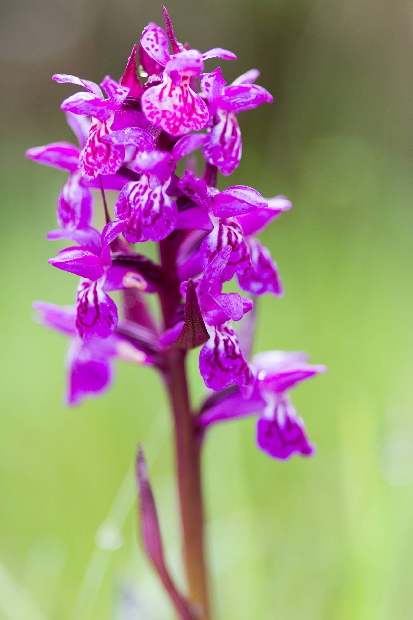 ORCH30-Orchis-de-Fuchs-de-Eric-Lefebvre.jpg