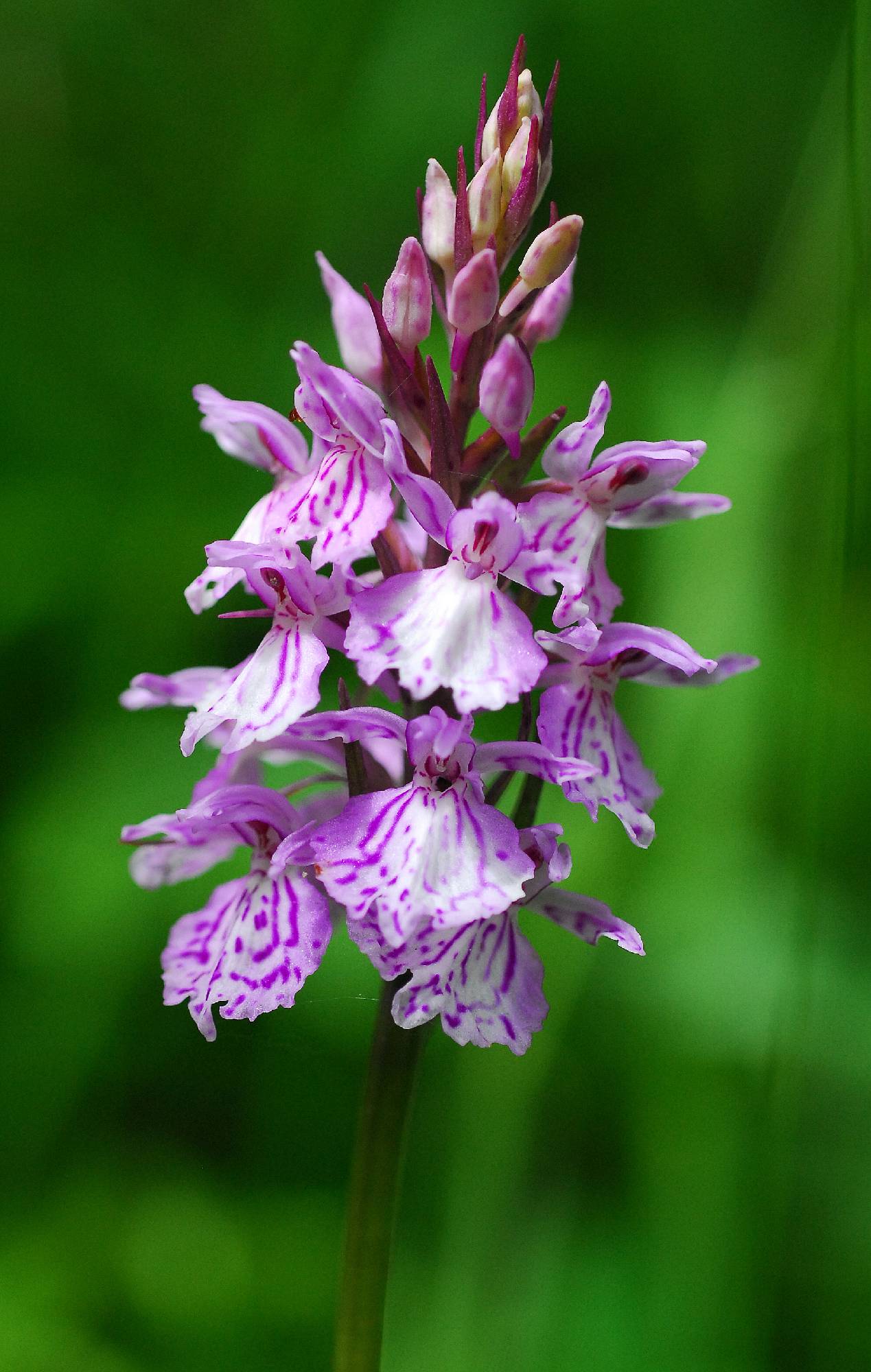 ORCH32-Orchis-de-Fuchs-de-Michel-Jacquet.jpg