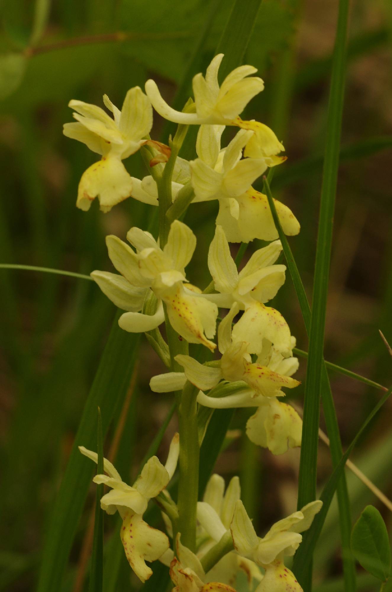 ORCH33-Orchis-de-provence-de-Sophie-Launois.JPG