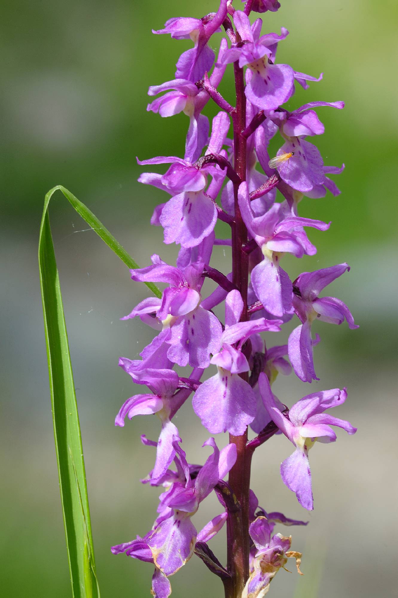 ORCH34-Orchis-male-de-Guillaume-Verzier.jpg