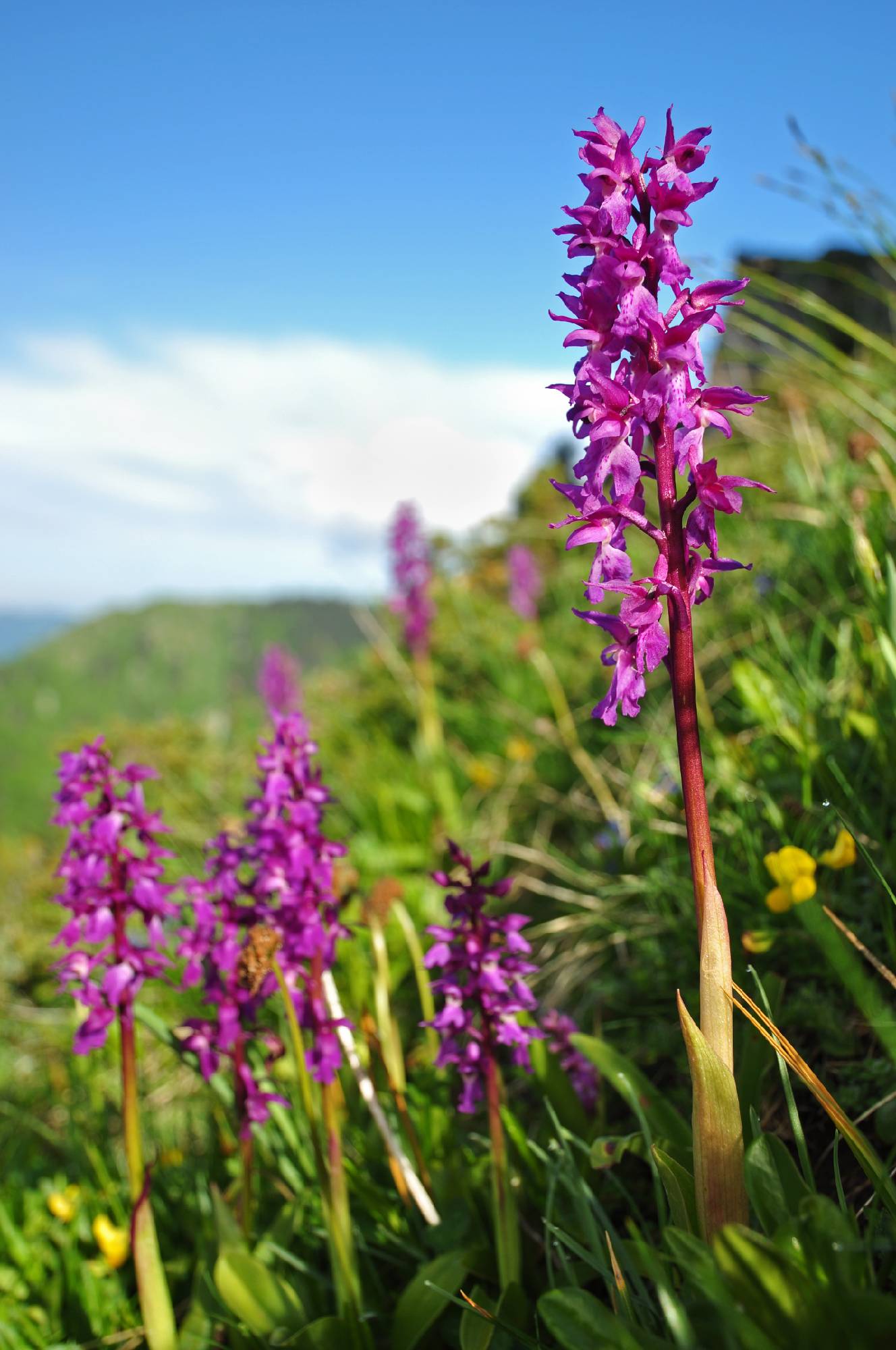 ORCH35-Orchis-male-de-Sylvain-Clapot.jpg