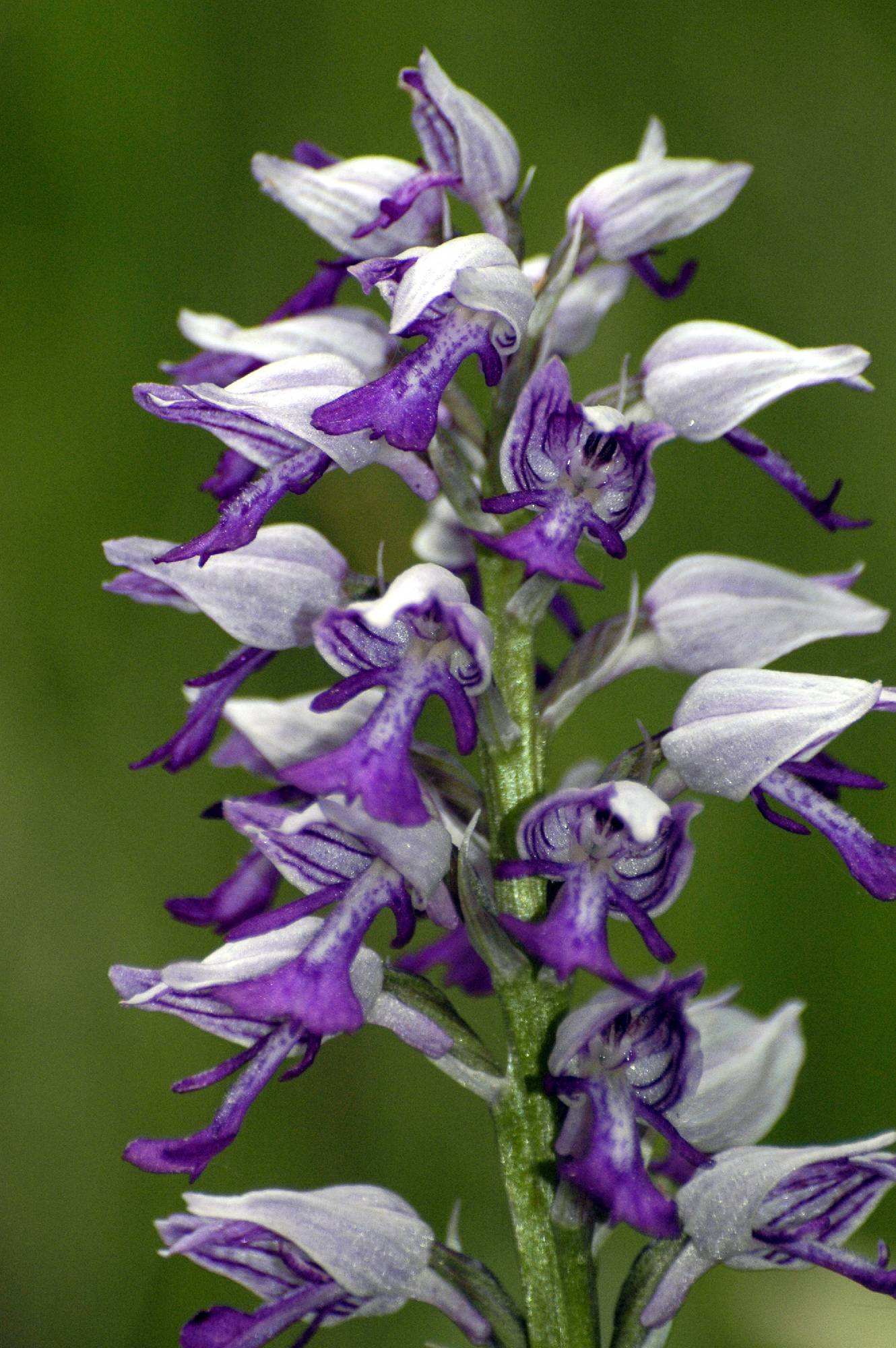 ORCH36-Orchis-militaire-de-Gerard-Augert.JPG