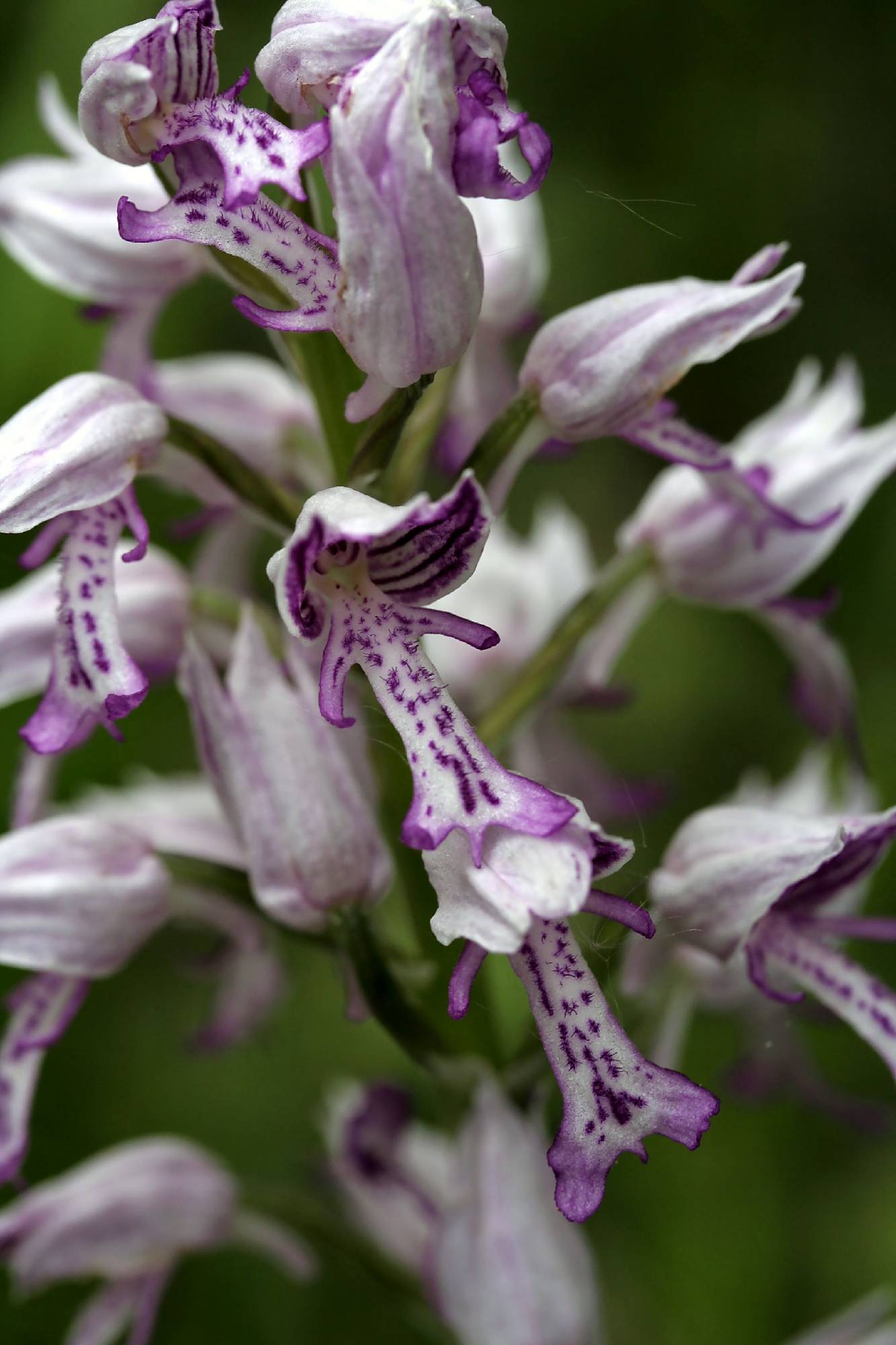 ORCH37-Orchis-militaire-de-Roger-de-la-Grandiere.JPG