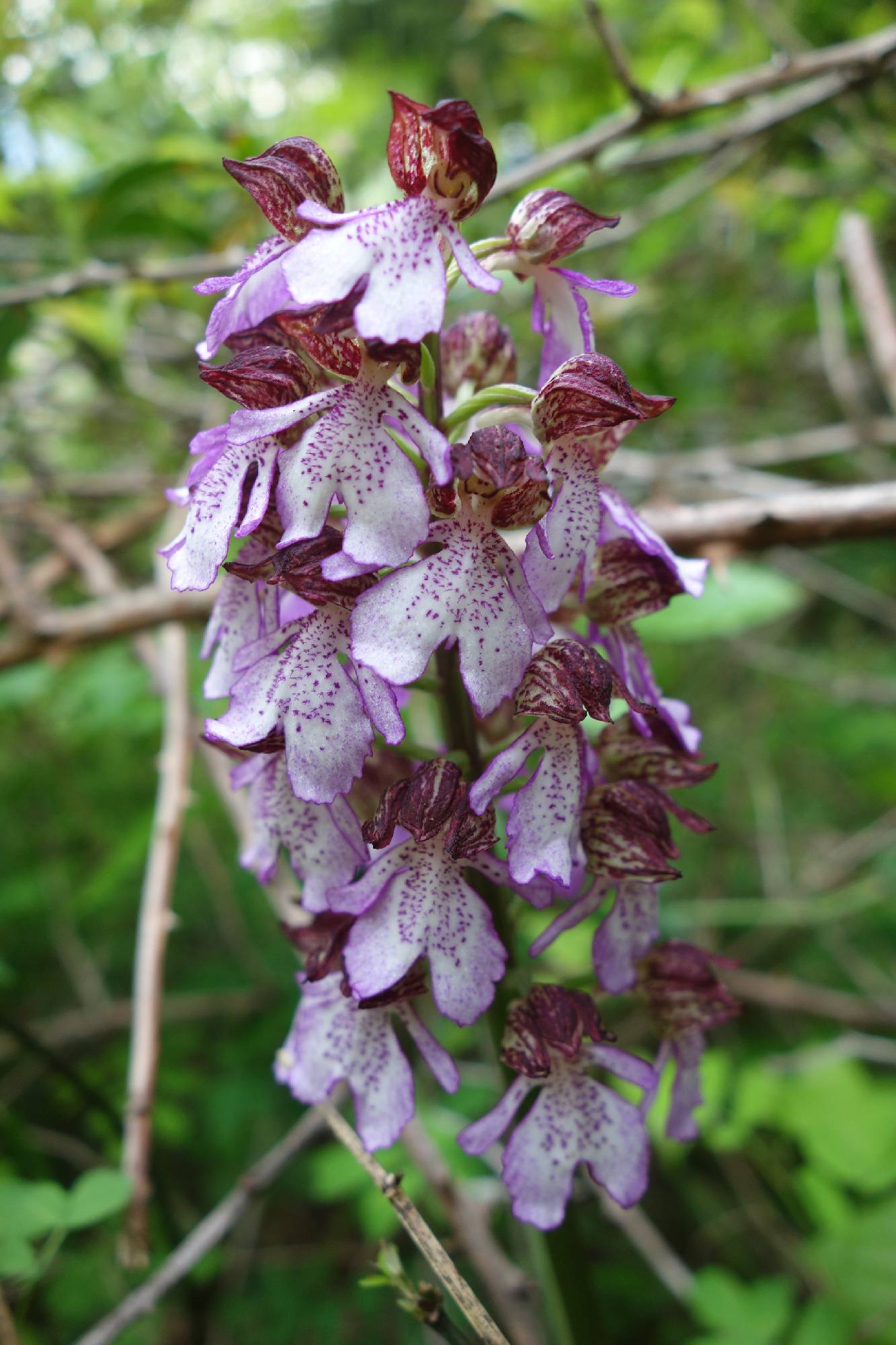 ORCH38-Orchis-pourpre-de-Christophe-Dorlet.JPG