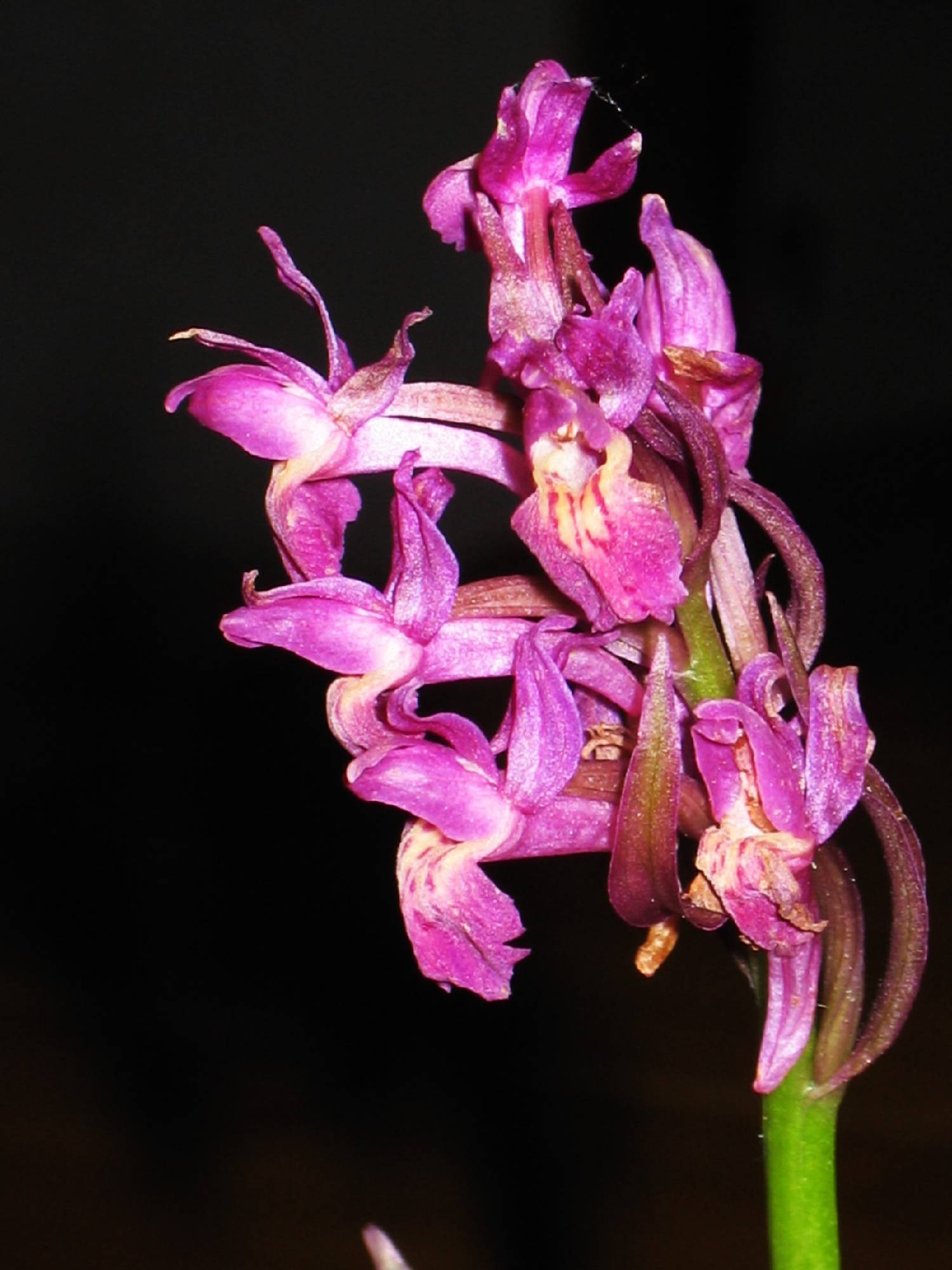 ORCH39-Orchis-Sureau-rouge-ou-Dactylorhiza-sambucina-de-Marcelle-Dagault.JPG