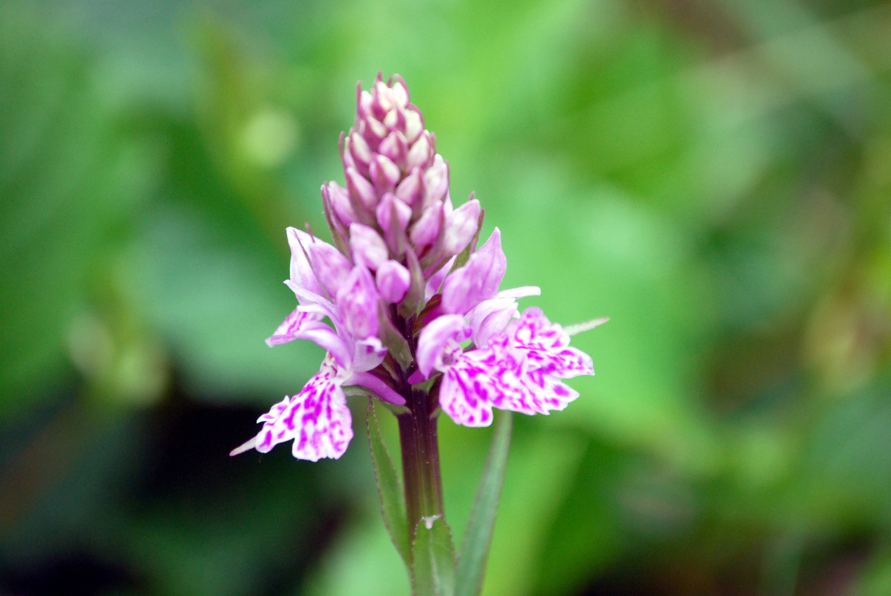 ORCH40-Orchis-ou-Dactylorhize de-mai-de-Patricia-Devos.JPG