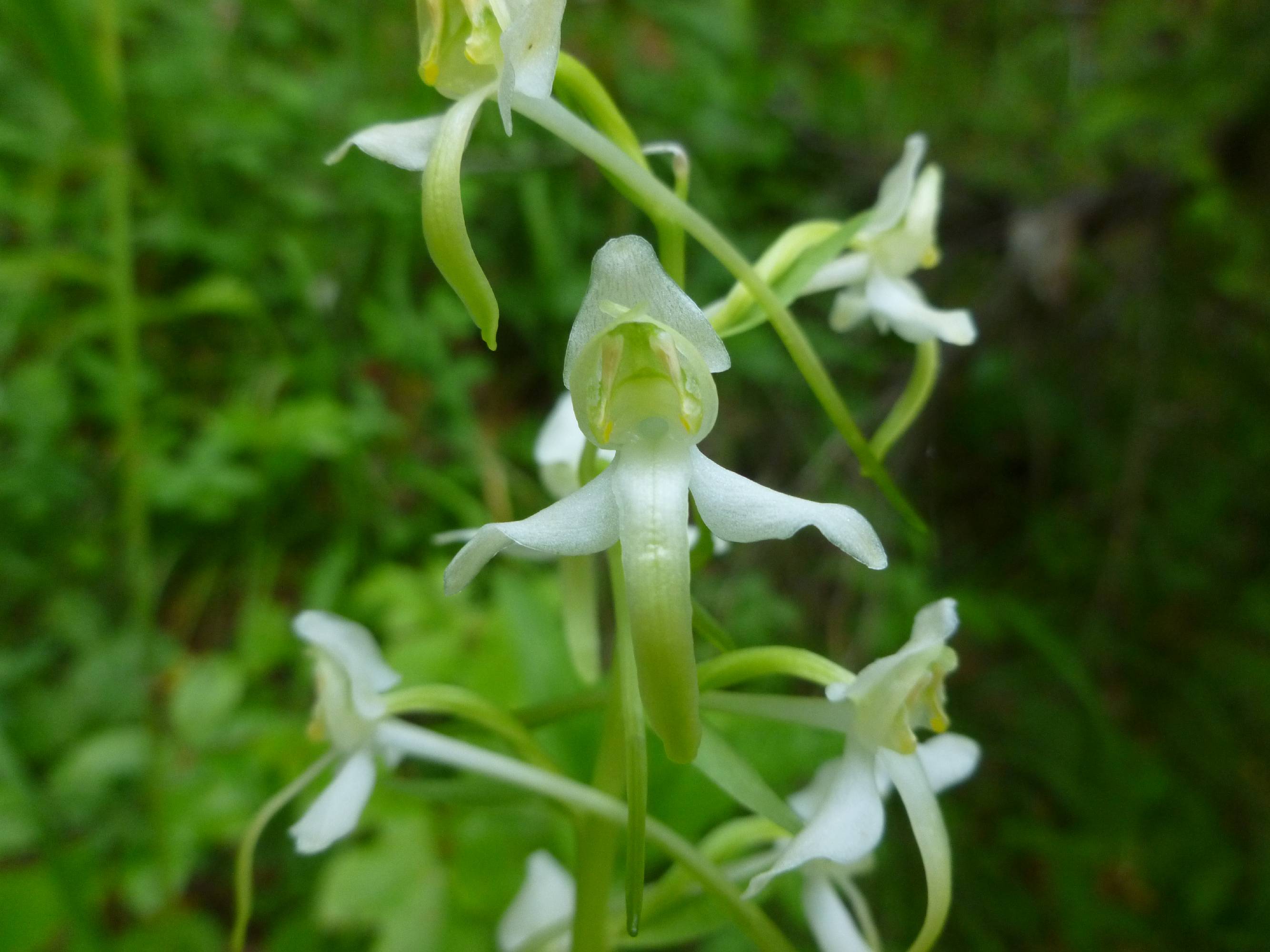 ORCH41-Orchis-verdatre-ou-Platanthere-de-montagne-de-Stepahanie-Longchampt.JPG