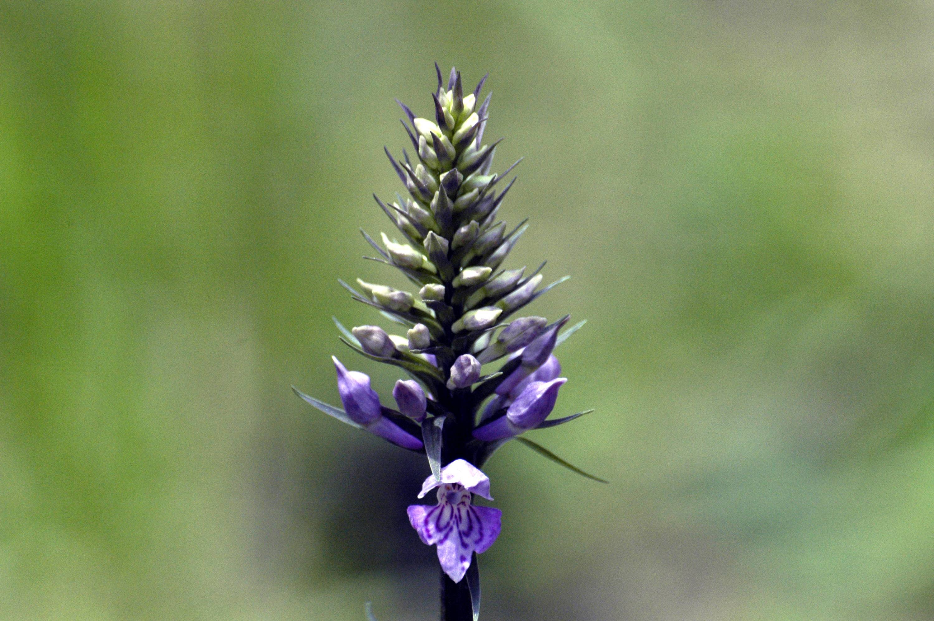 ORCH49-Orchis-de-Fuchs-ou-Dactyloriza-Fuchsii-de-Gerard-Augert.JPG