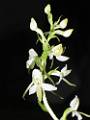 ORCH26-Orchis-a-2-feuilles-ou-Platanthera-bifolia-de-Marcelle-Dagault