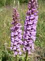 ORCH27-Orchis-moustique-ou-Gymnadenia-conopsea-de-Martine-Gautier-Valentin