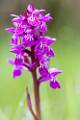 ORCH30-Orchis-de-Fuchs-de-Eric-Lefebvre