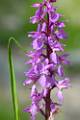 ORCH34-Orchis-male-de-Guillaume-Verzier