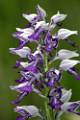 ORCH36-Orchis-militaire-de-Gerard-Augert