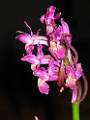 ORCH39-Orchis-Sureau-rouge-ou-Dactylorhiza-sambucina-de-Marcelle-Dagault