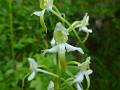 ORCH41-Orchis-verdatre-ou-Platanthere-de-montagne-de-Stepahanie-Longchampt