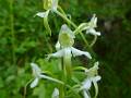 ORCH41-Orchis-verdatre-ou-Platanthere-de-montagne-de-Stepahanie-Longchampt