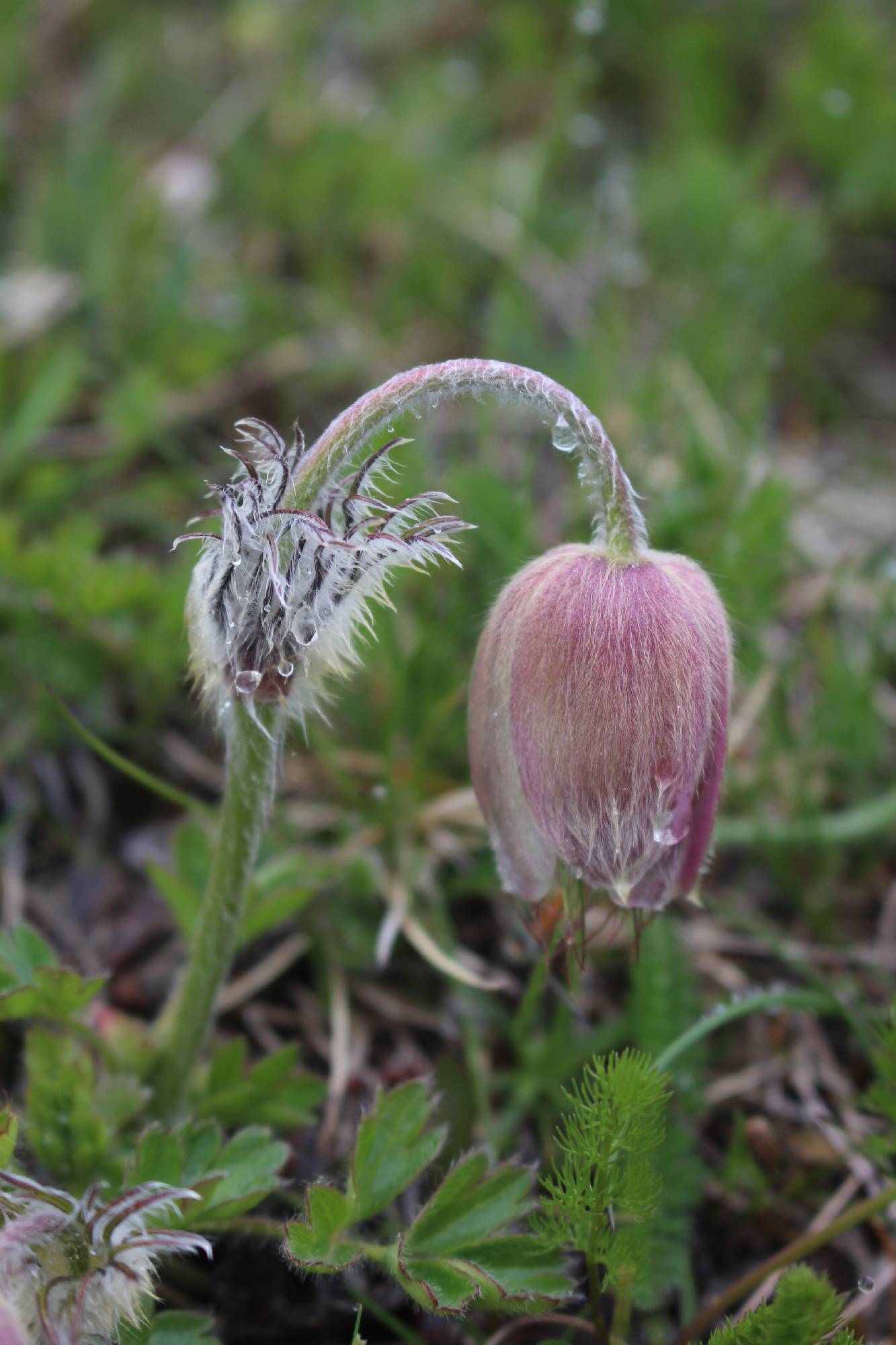 FM01-anemone-pulsatille-de-claude-grare-.JPG