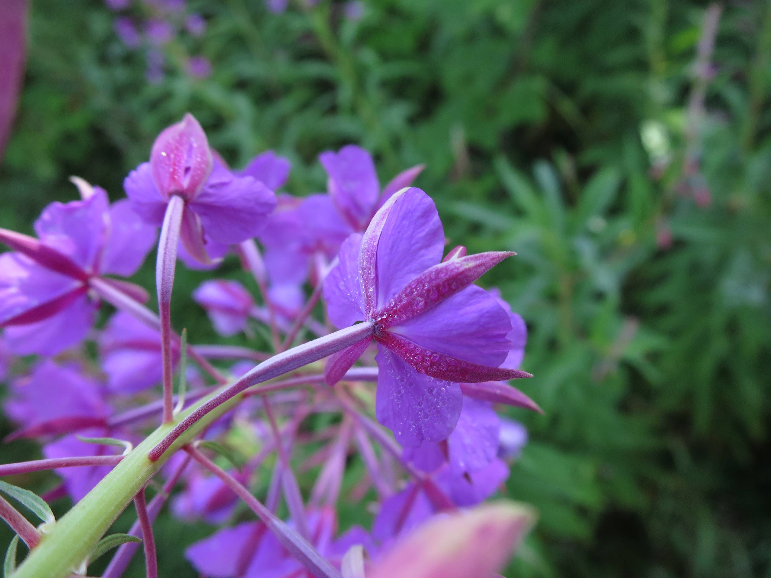 FM03-Epilobe-avec-ses-gouttes-de-rosees-de-Stephanie-Lonchampt.JPG