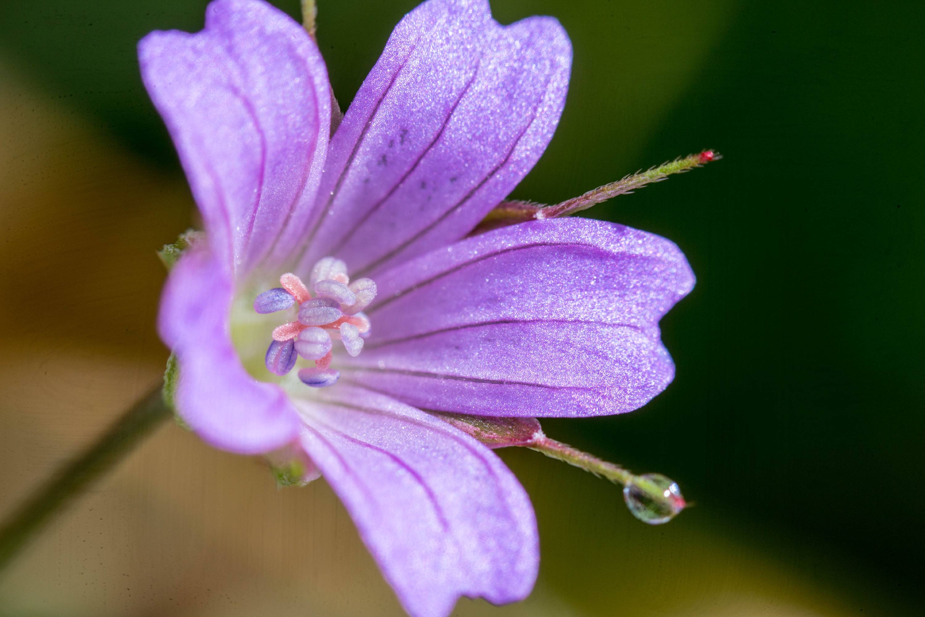 FM05-Mauve-des-bois-a-confirmer-de-David-Murgier.jpg