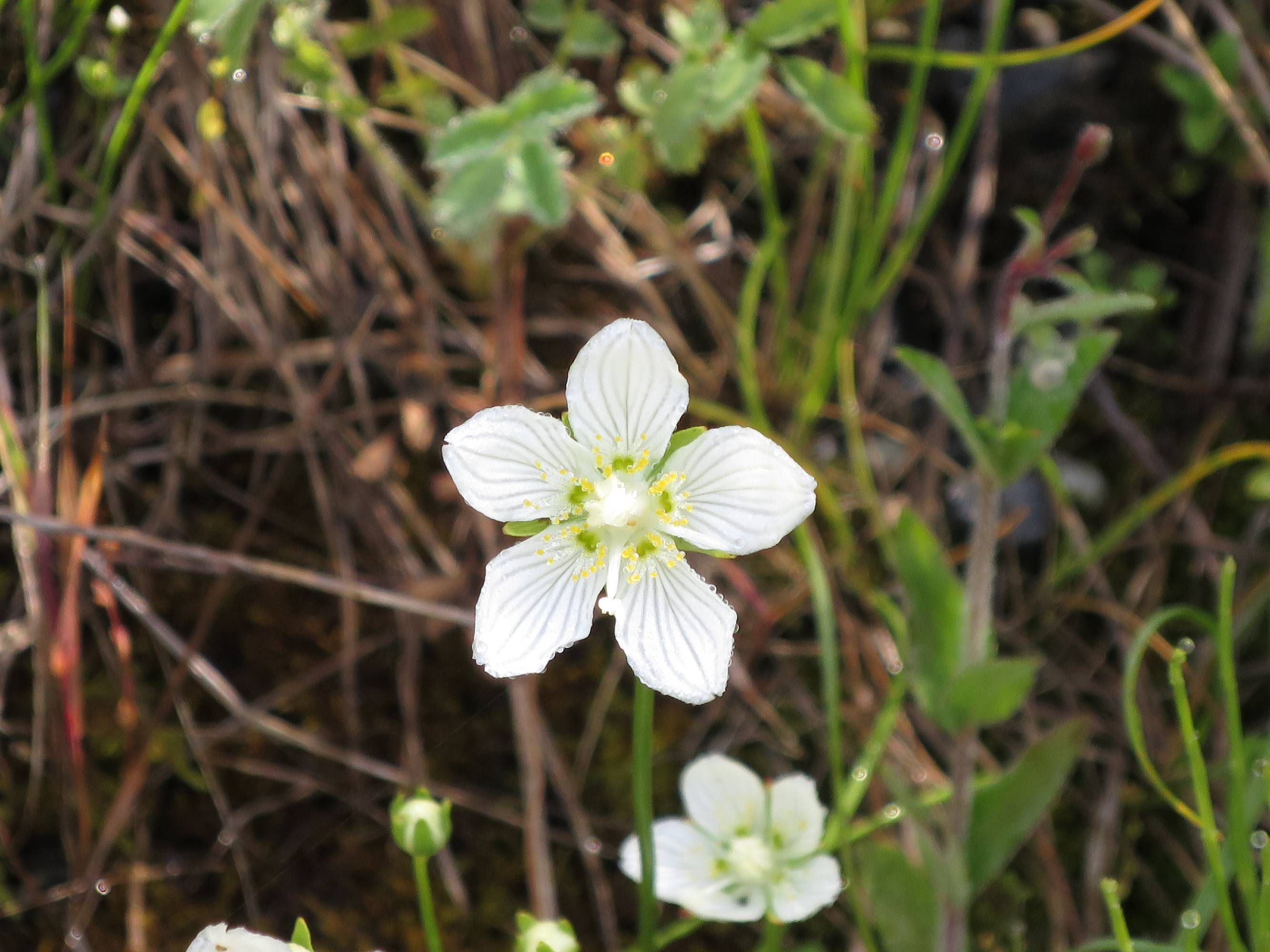 FM07-parnassie-des-marais-avec-ses-gouttes-de-rosee-de-Stephanie-Lonchampt.JPG