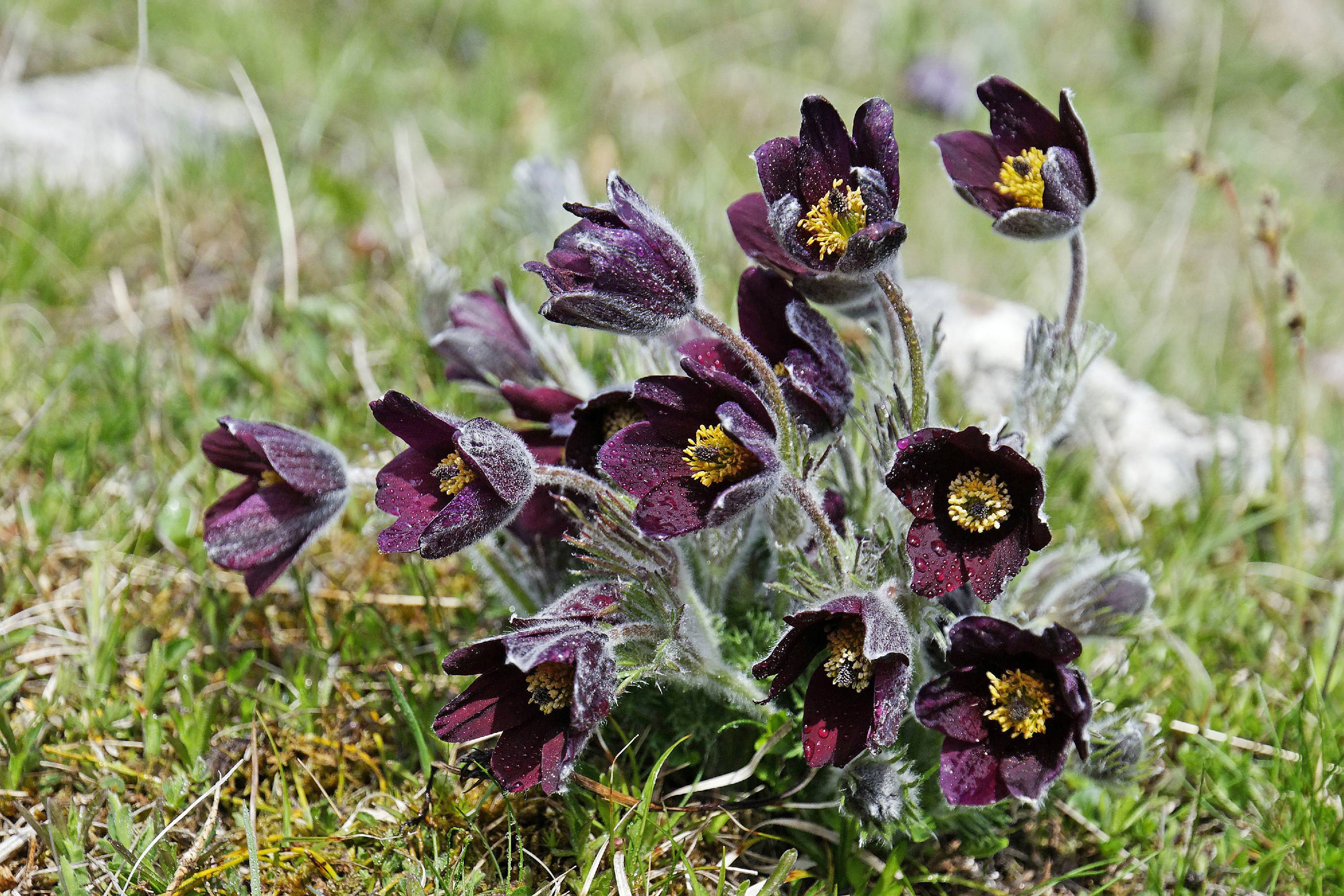 FM08-Anemones-pulsatilles-montagnes-apres-la-pluie-de-Gilles-Parigot.jpg