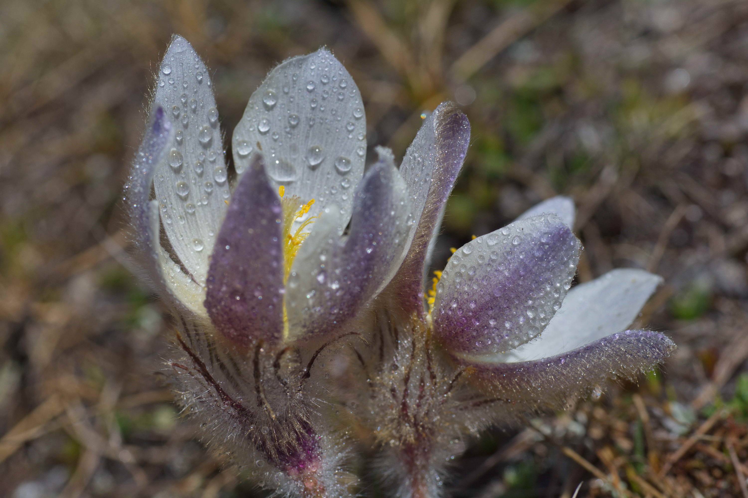 FM09-Anemones-pulsatilles-printanieres-apres -la-pluie-de-Yves-Floret.jpg