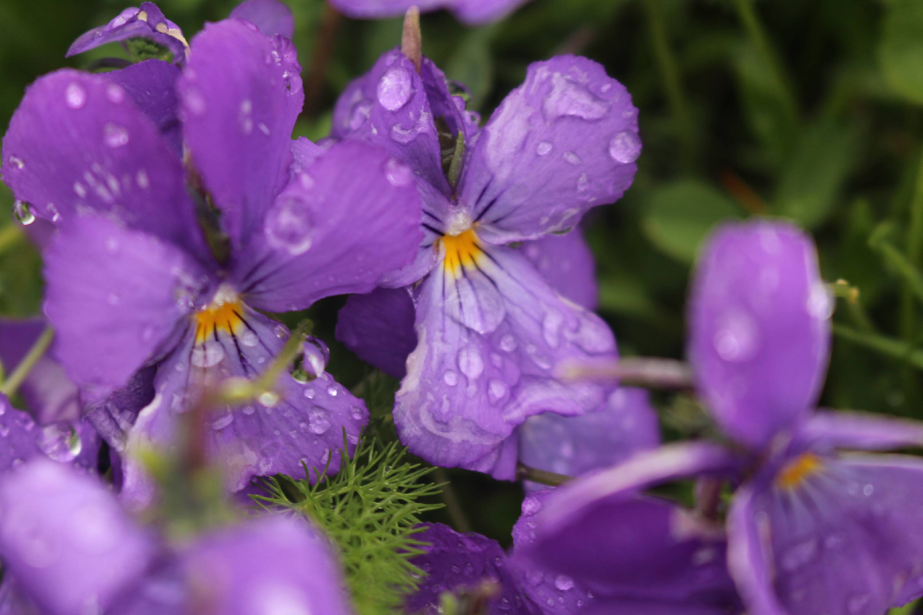 FM12-Pensees-apres-la-pluie-de-Claude-Grare.JPG