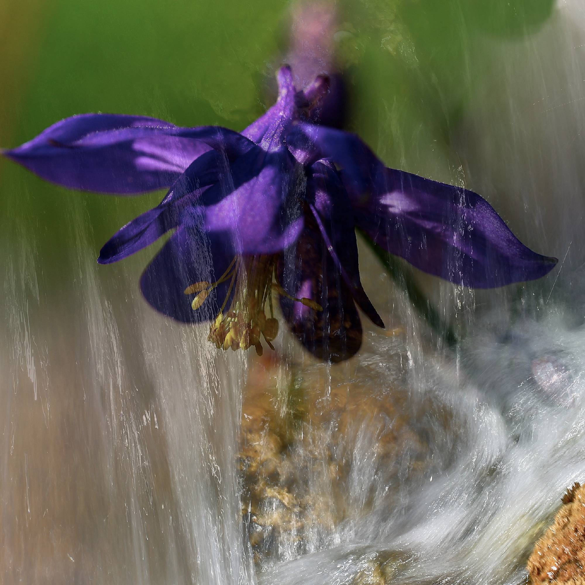 FM13-Ancolie-d-Einsle-sous-la-pluie-de-Michel-Meyer.jpg