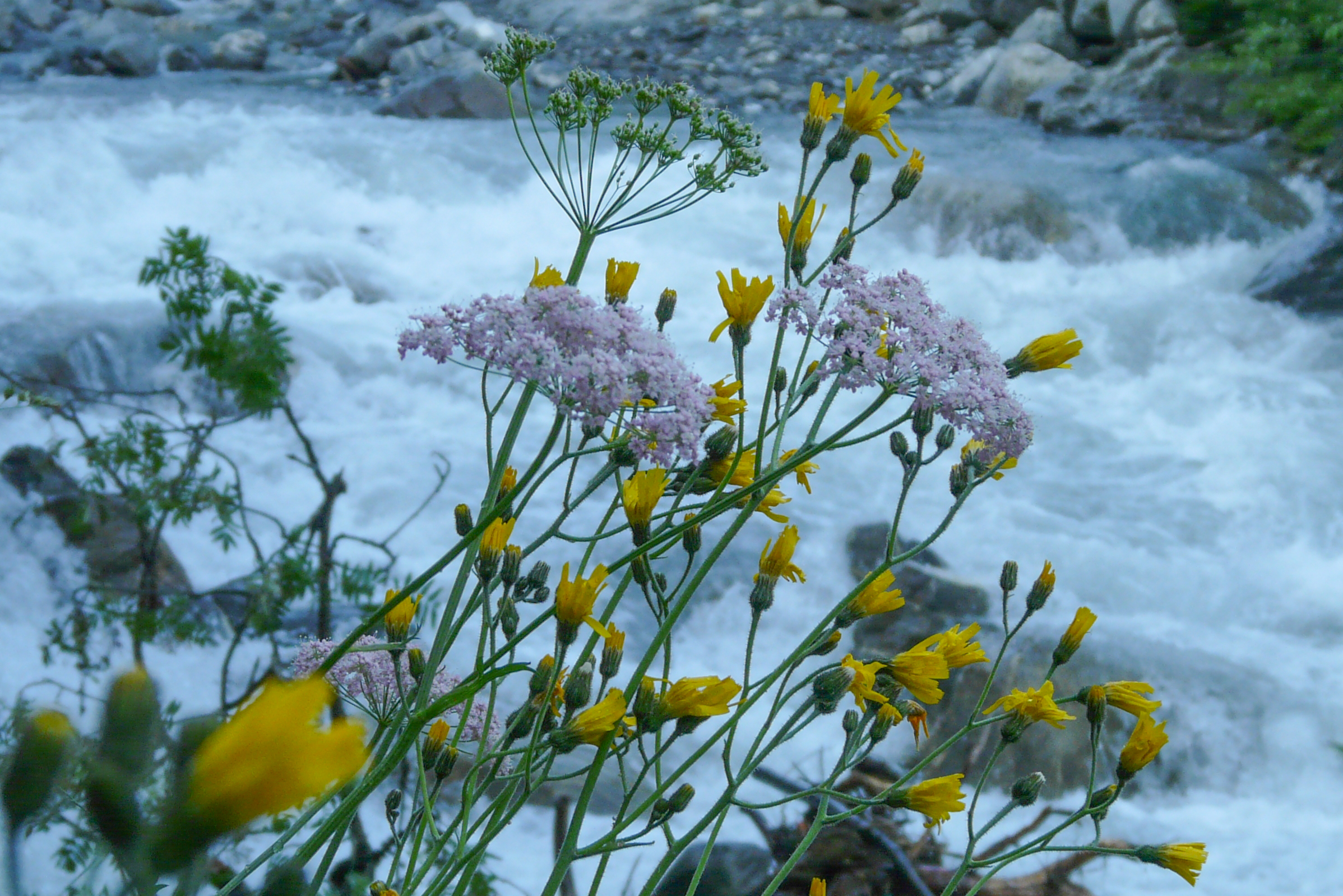 FM14-Fleur-sur-la-Valloirette-de-Maxime-Breart.jpg