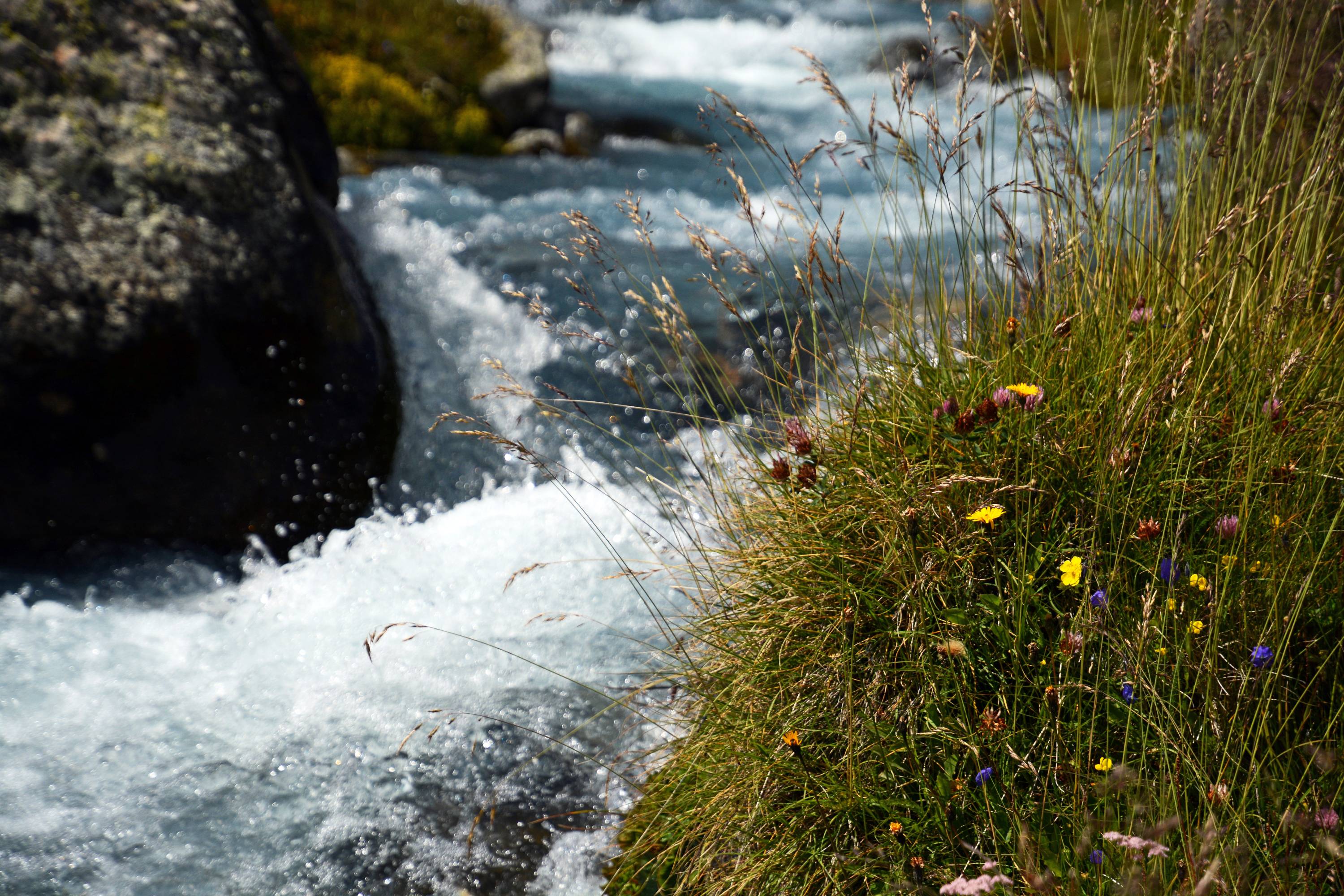 FM15-Fleurs-varies-au bord-du-torrent-de-Gilles-Parigot.JPG