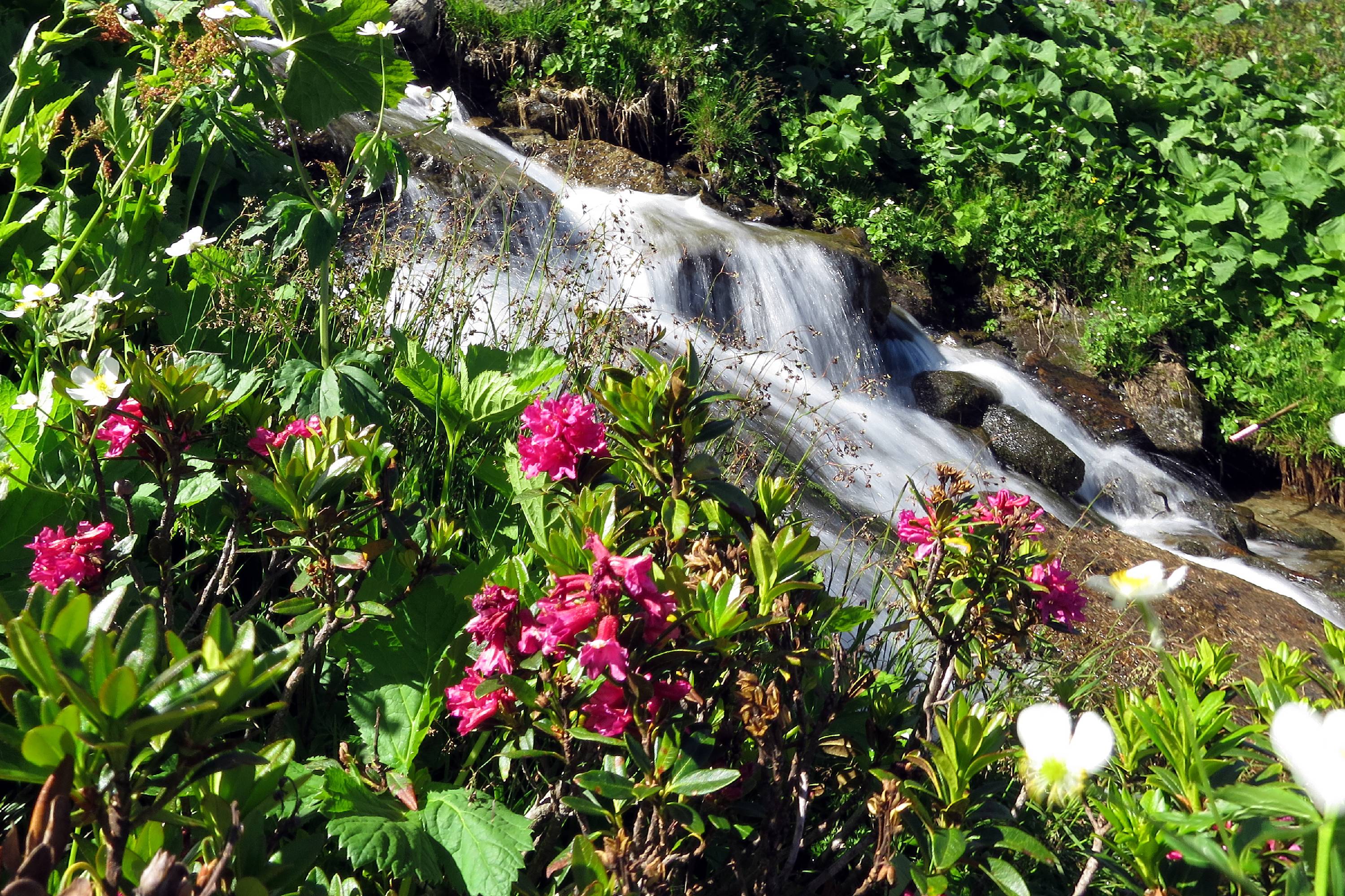 FM19-Rhododendrons-et-torrent-de-michel jacquet.jpg