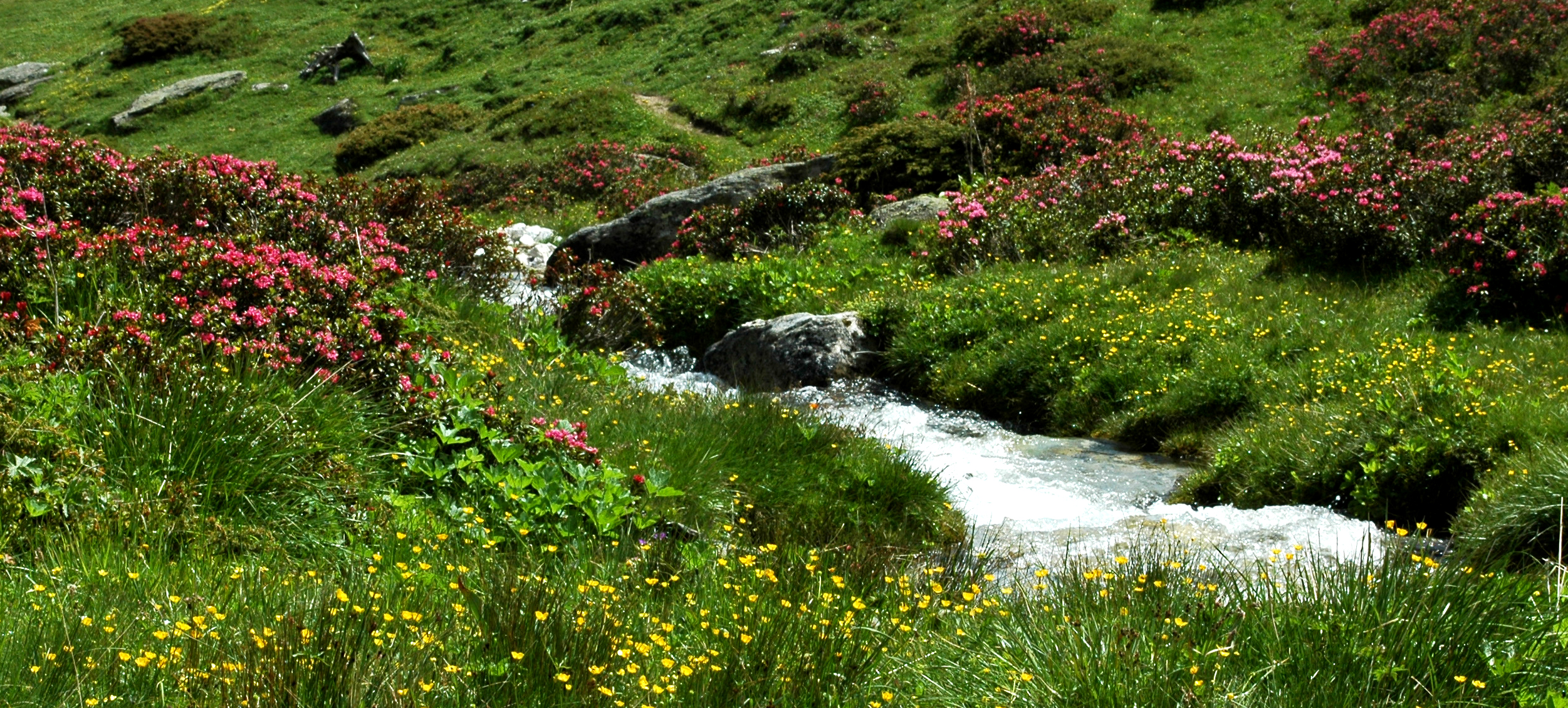 FM20-Rhododendrons-torrent Povaret-l-Orgere-Modane-de-Gerard-Augert .jpg