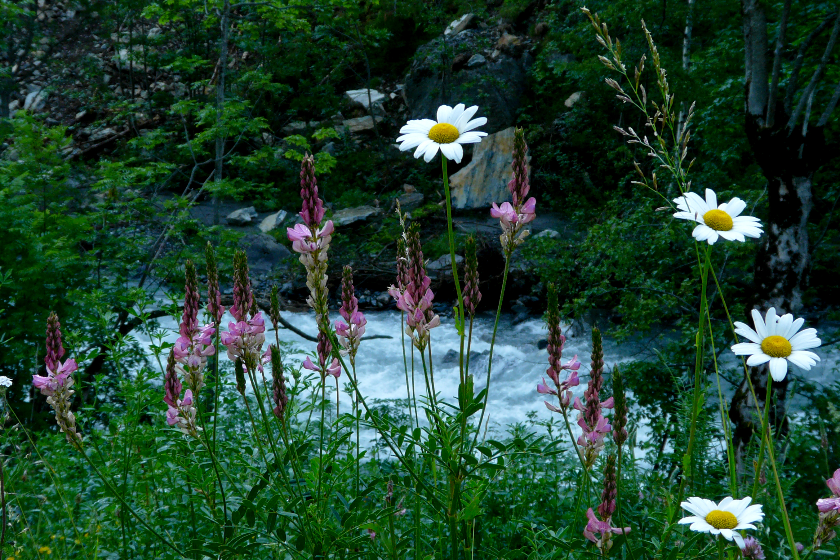 FM21-Sainfoin-etMarguerite--sur-la-Valloirette-de-Maxime-Breart.jpg