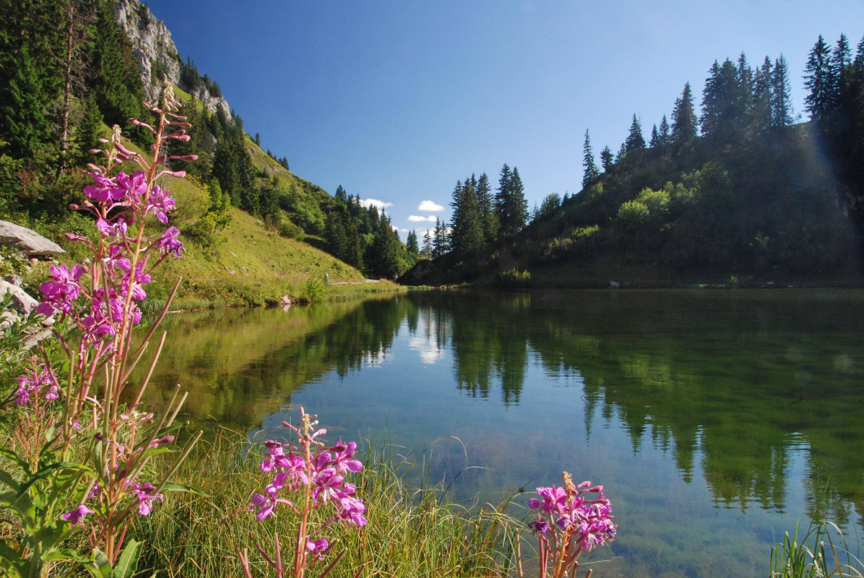 FM22-Epilobes-au-Lac-d-Arvouin-de-Yves-Floret.jpg