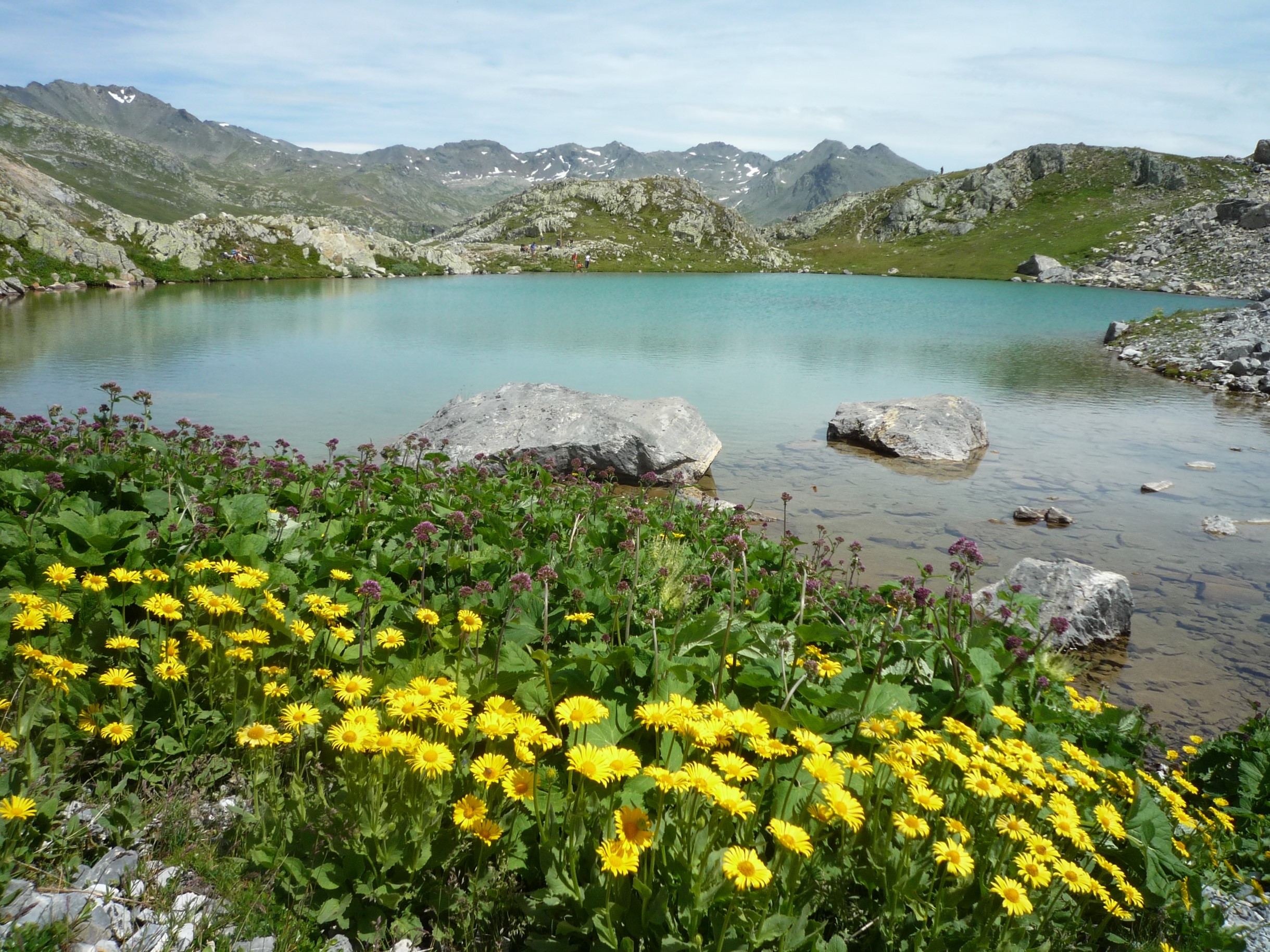 FM25-Doronic-a-grande-fleur-au-Lac-de-la-Claree-Les-rochilles-de-Michel-Cuinat.JPG