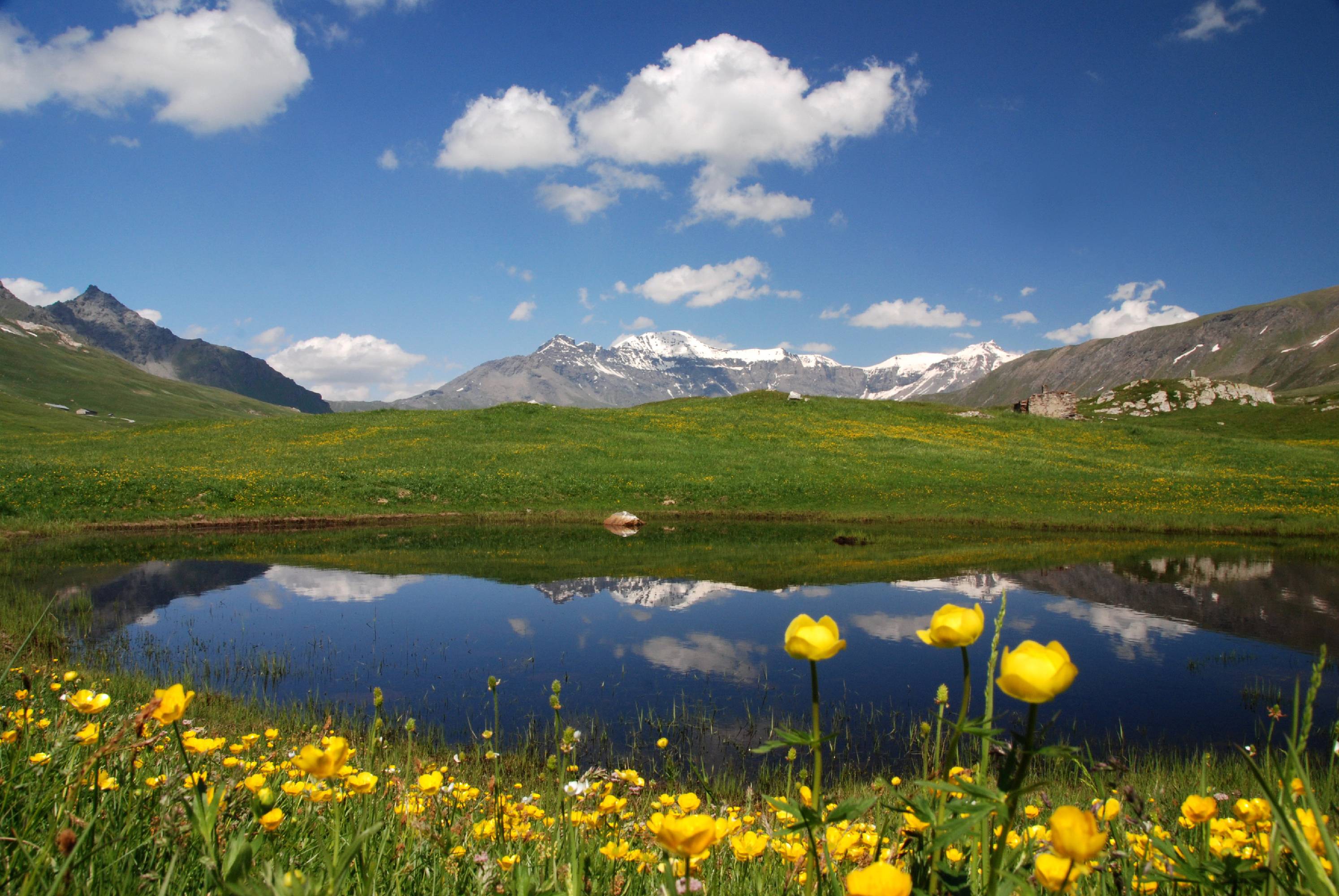 FM26-Boutons-d d-or-au-Petit-Mont-Cenis-de-Yves-Floret.jpg